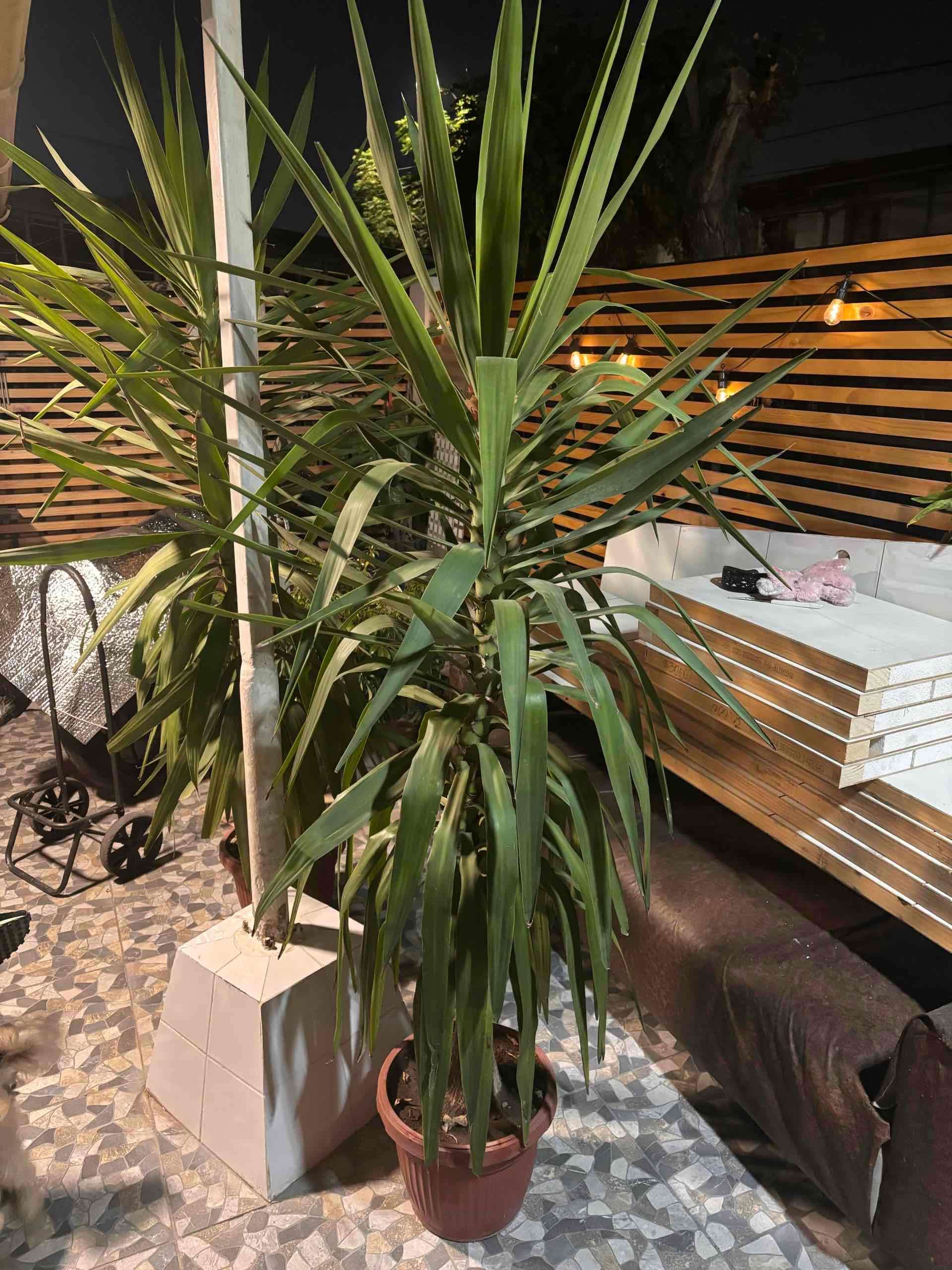 Planta yucca 2 metros aprox - miniatura 3