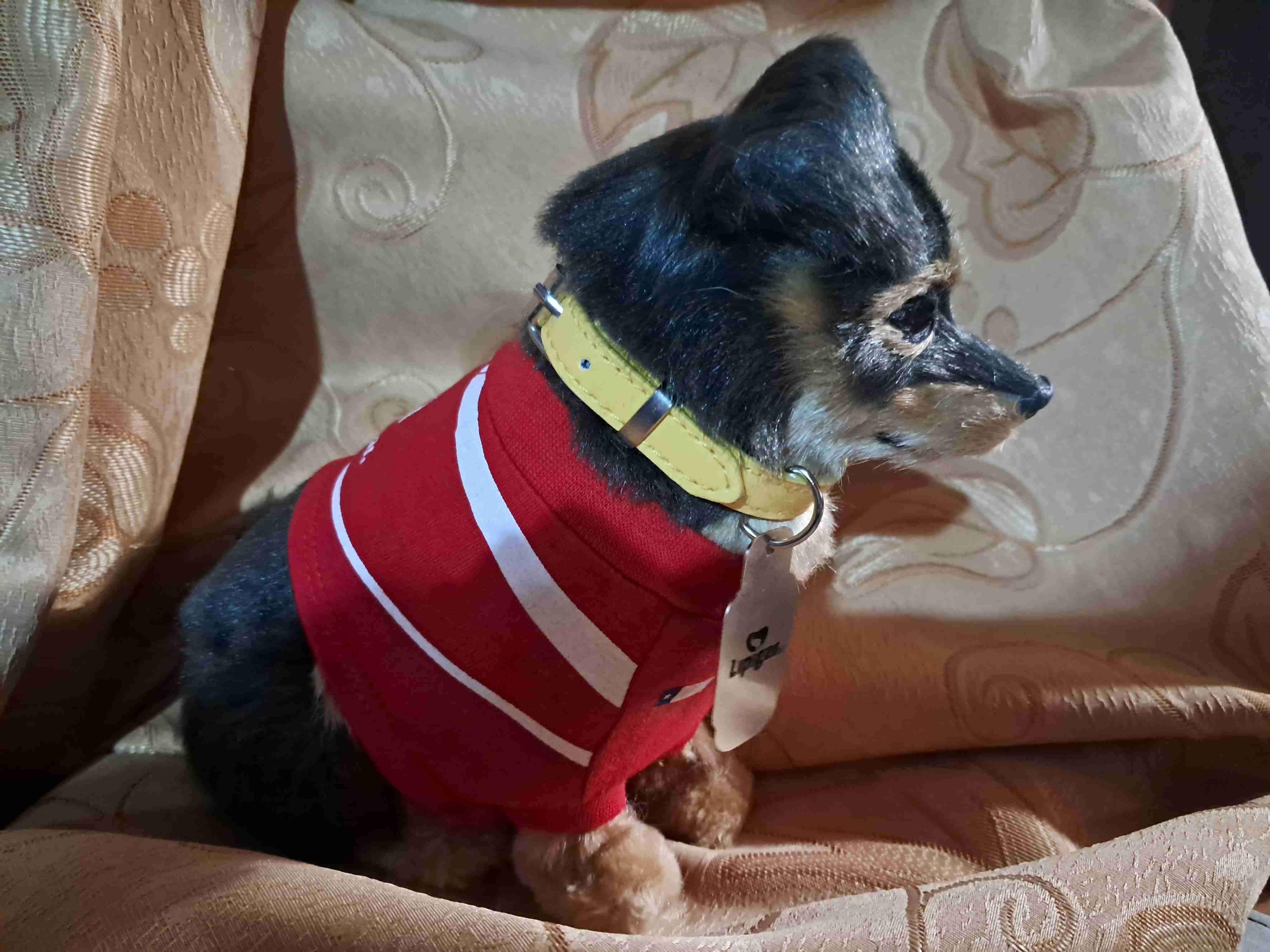 Perro de peluche Lipigas con etiqueta - miniatura 3