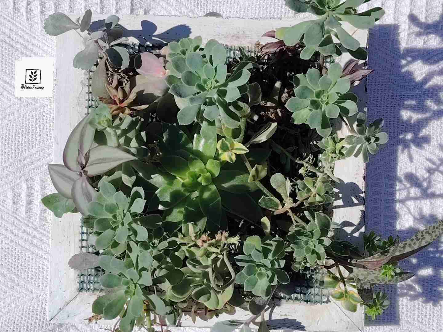 Cuadro de suculentas decorativo - miniatura 2