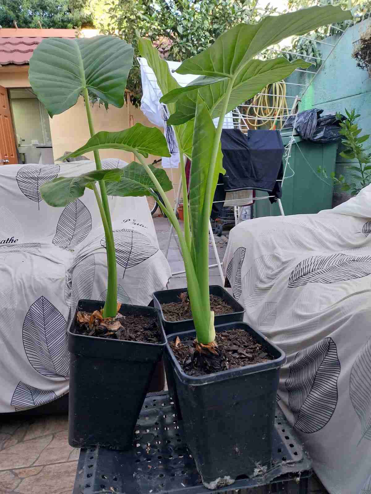 Plantas de interior verdes - miniatura 2