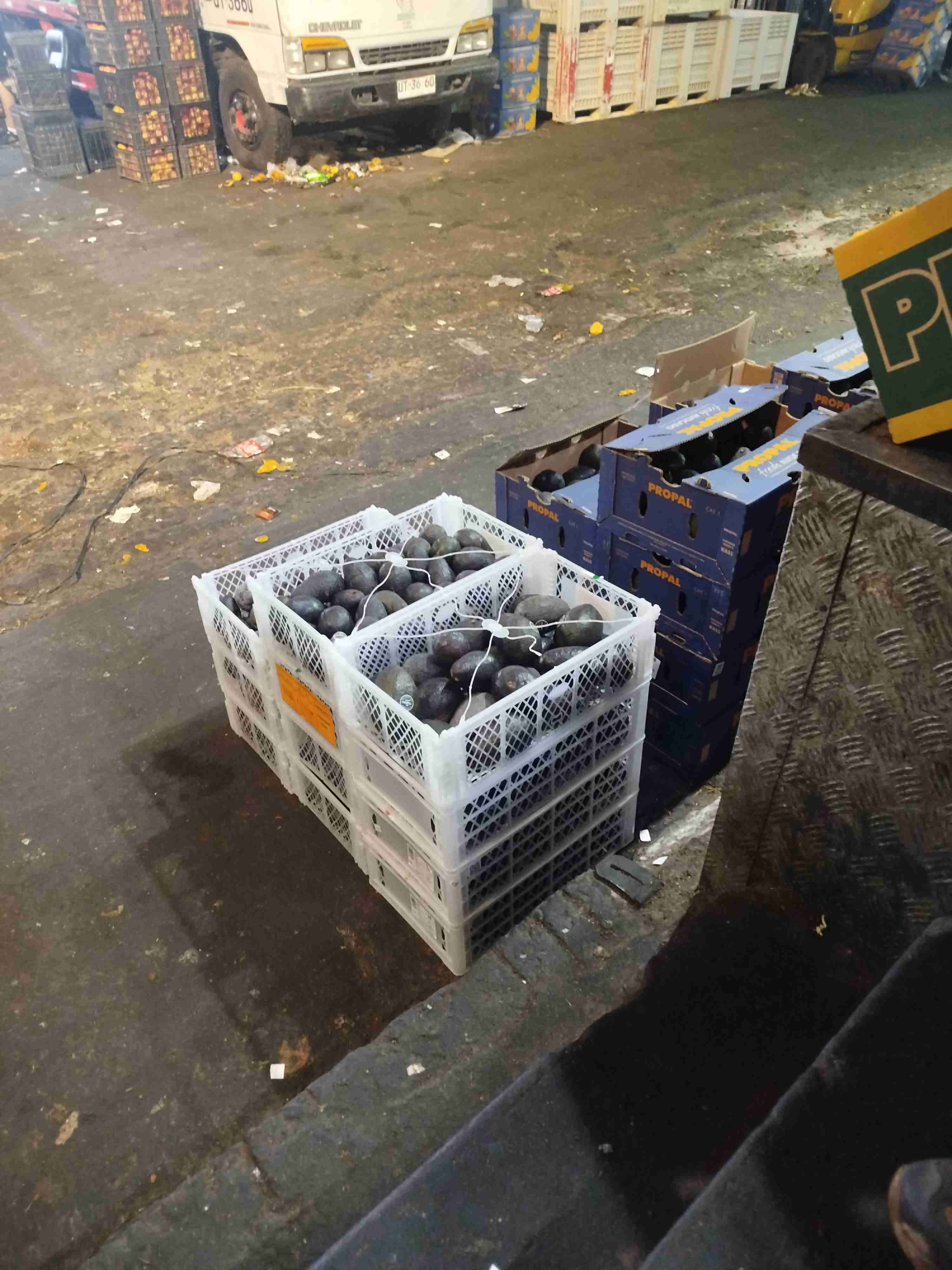 Cajas de paltas frescas