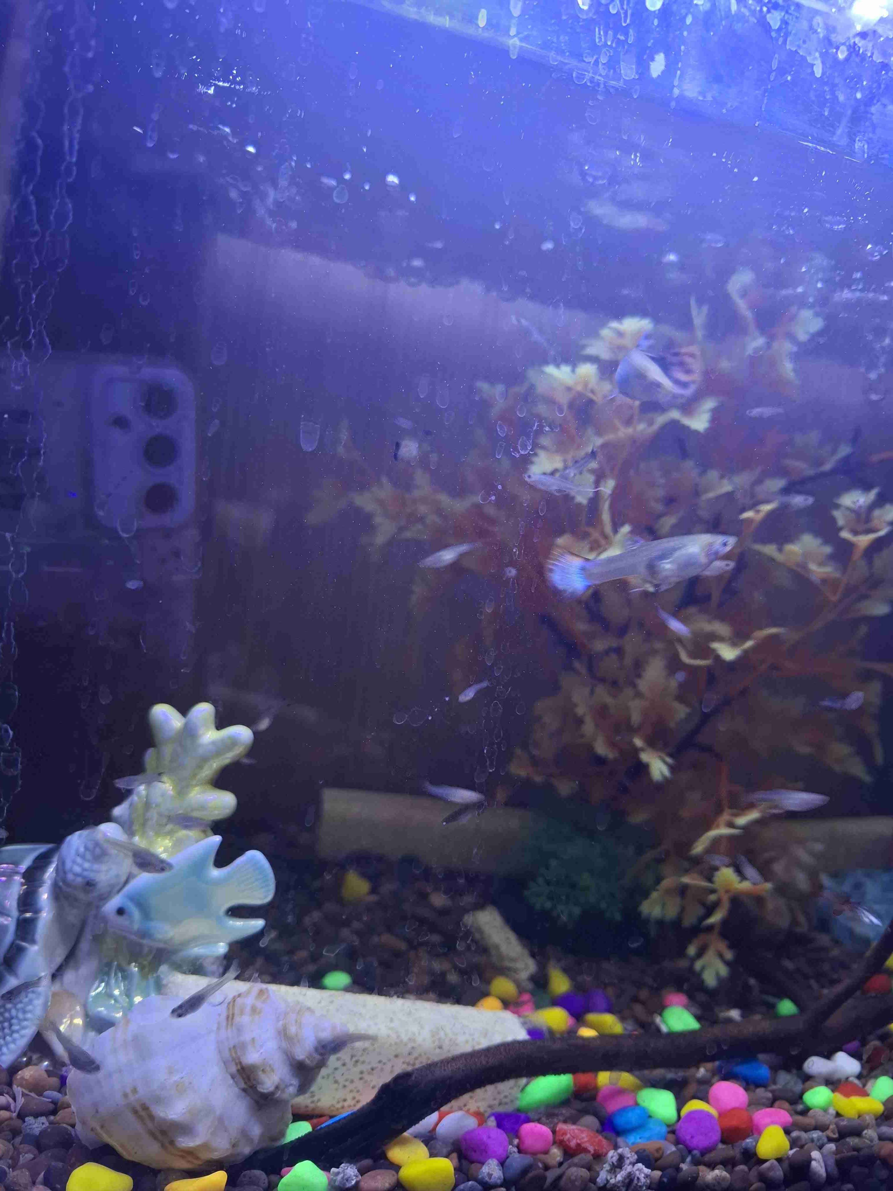 Guppy's pequeños - miniatura 1