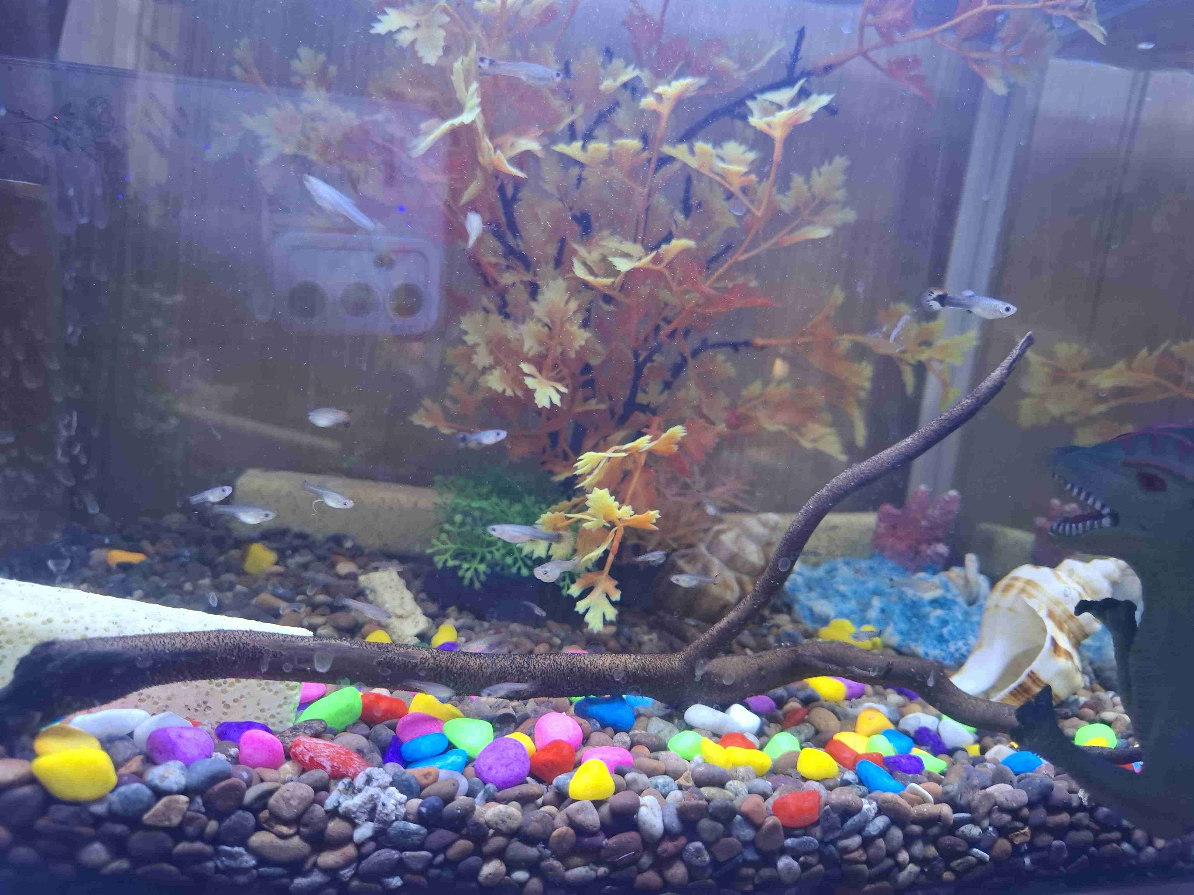 Guppy's pequeños - miniatura 2