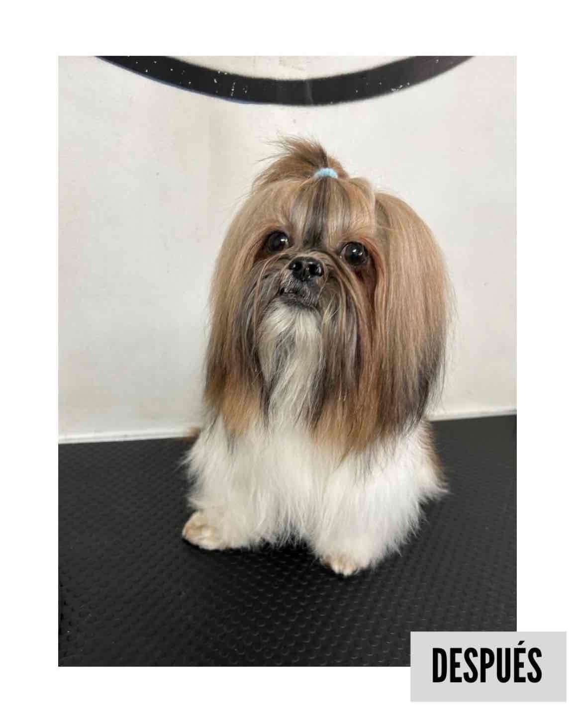 Peluquería Canina a Domicilio - miniatura 2