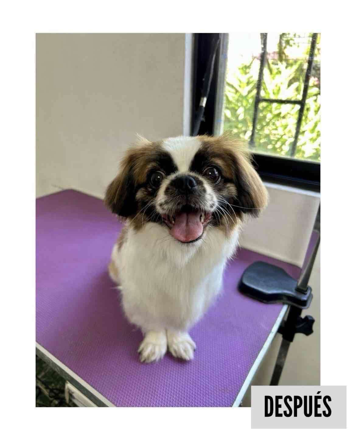 Peluquería Canina a Domicilio - miniatura 3