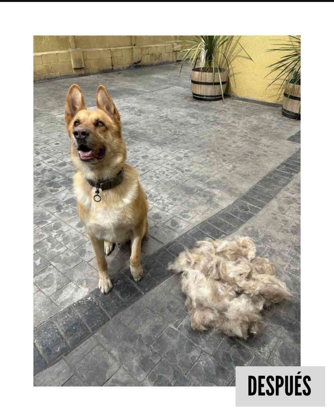 Peluquería Canina a Domicilio - miniatura 4