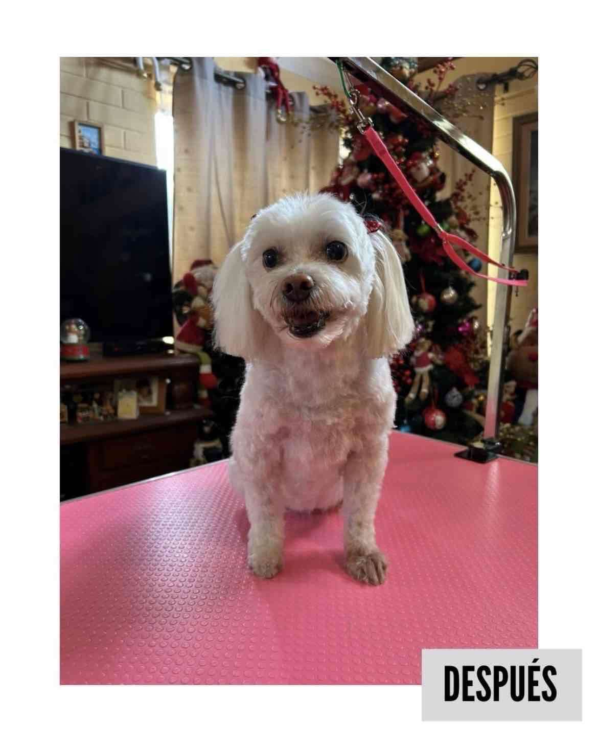 Peluquería Canina a Domicilio - miniatura 5