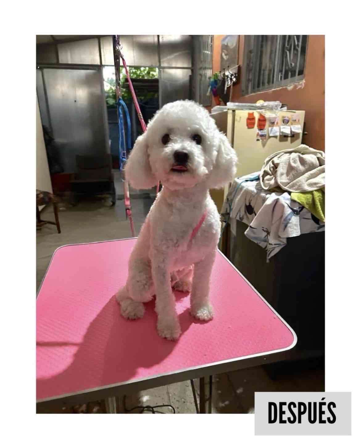 Peluquería Canina a Domicilio - miniatura 6