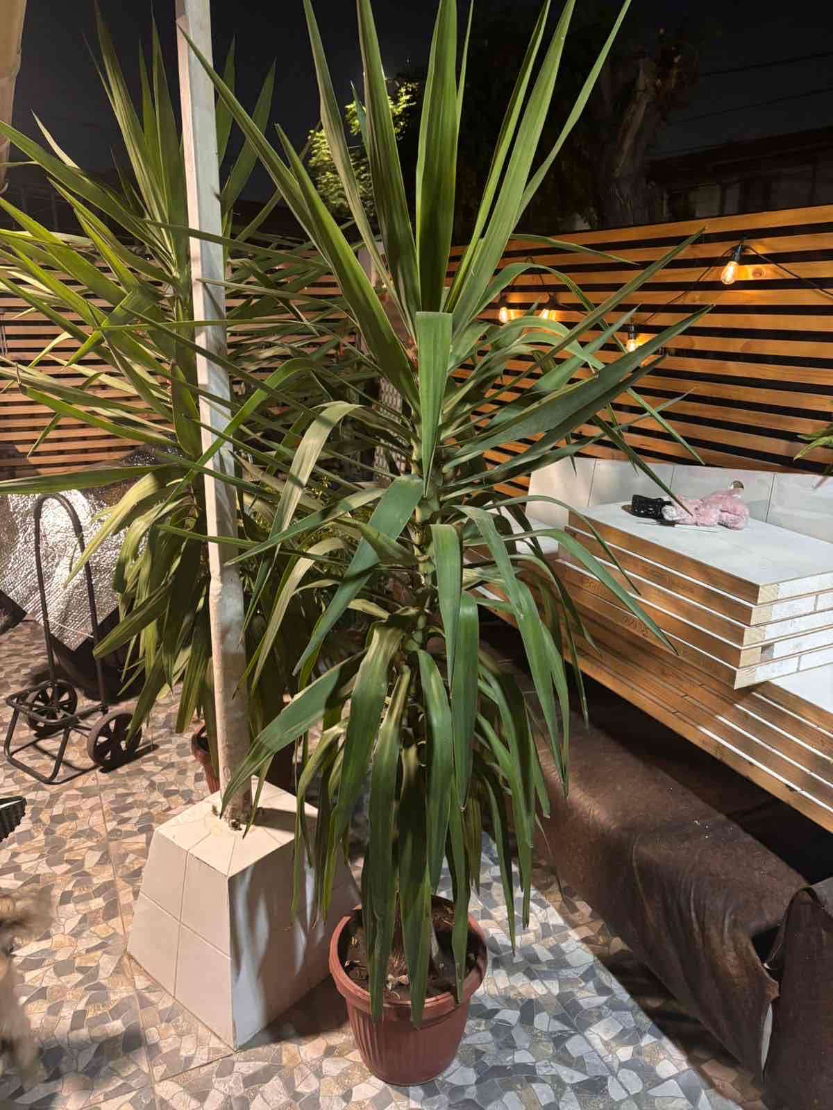 Plantas Yuca - miniatura 2