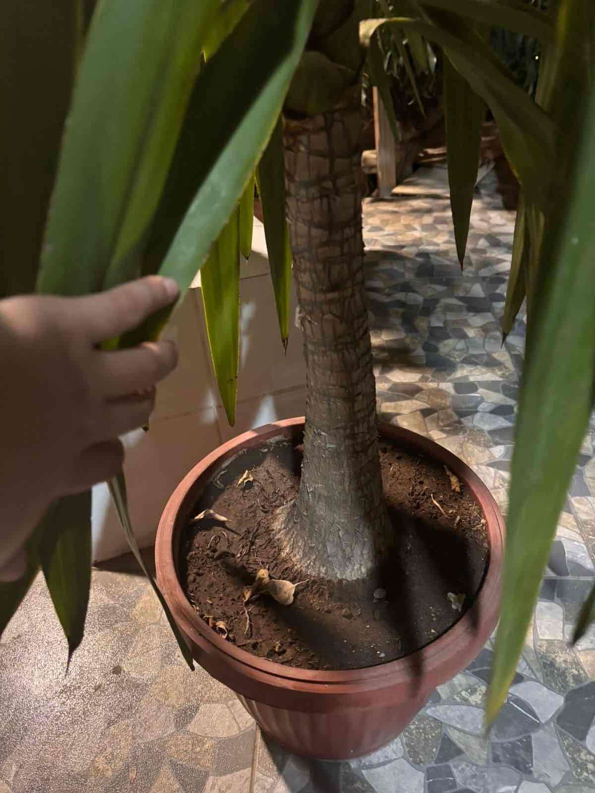 Plantas Yuca - miniatura 3