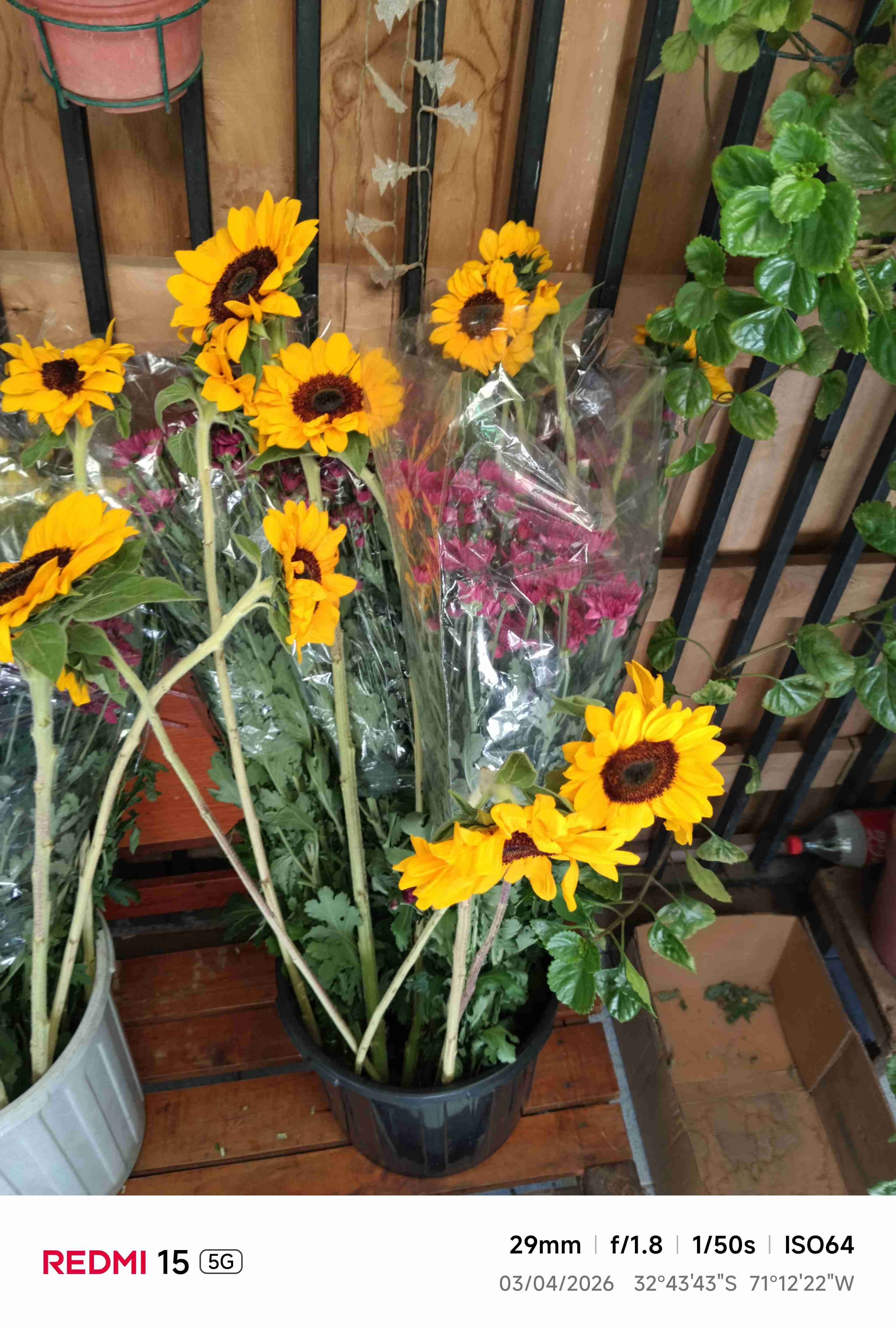 Ramos de girasoles frescos - miniatura 3