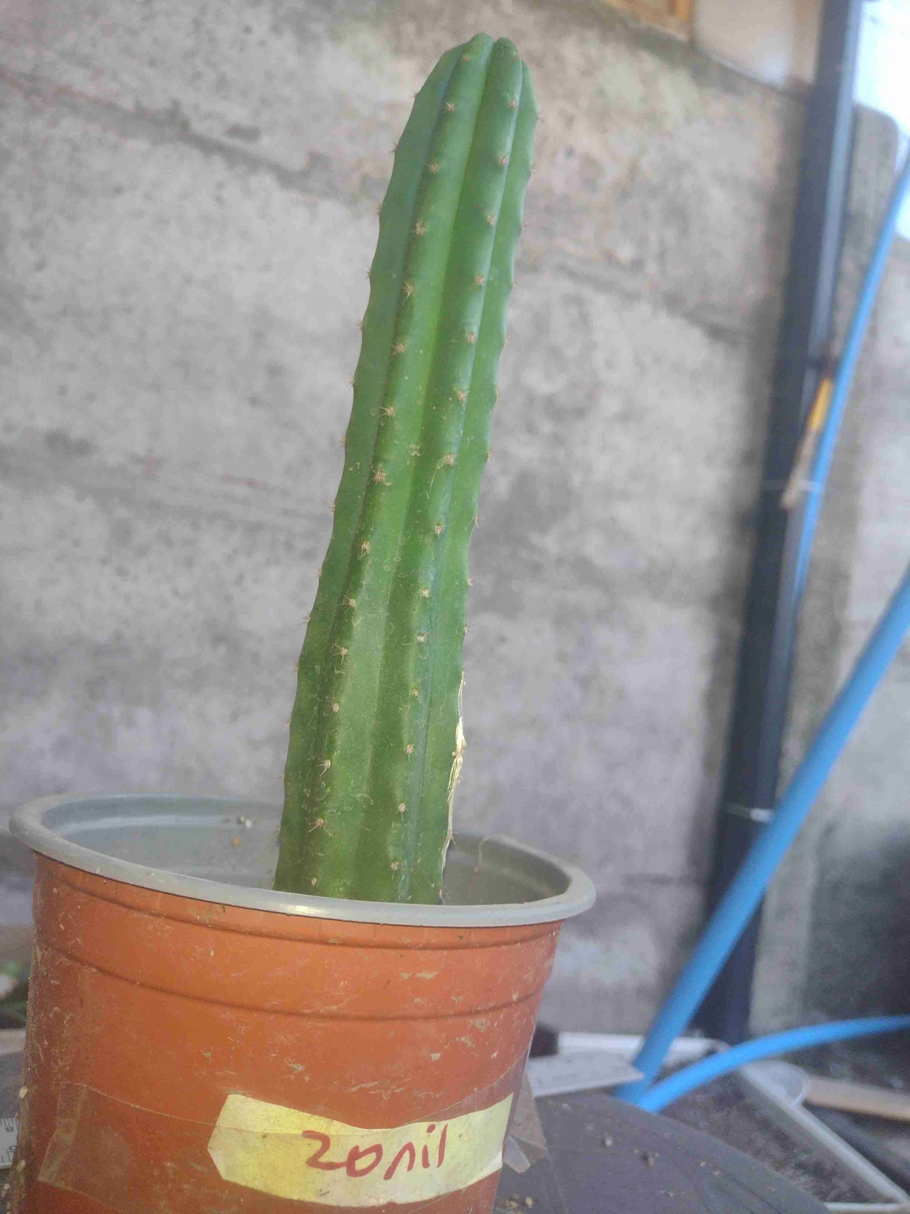 Cactus San Pedro en maceta - 1