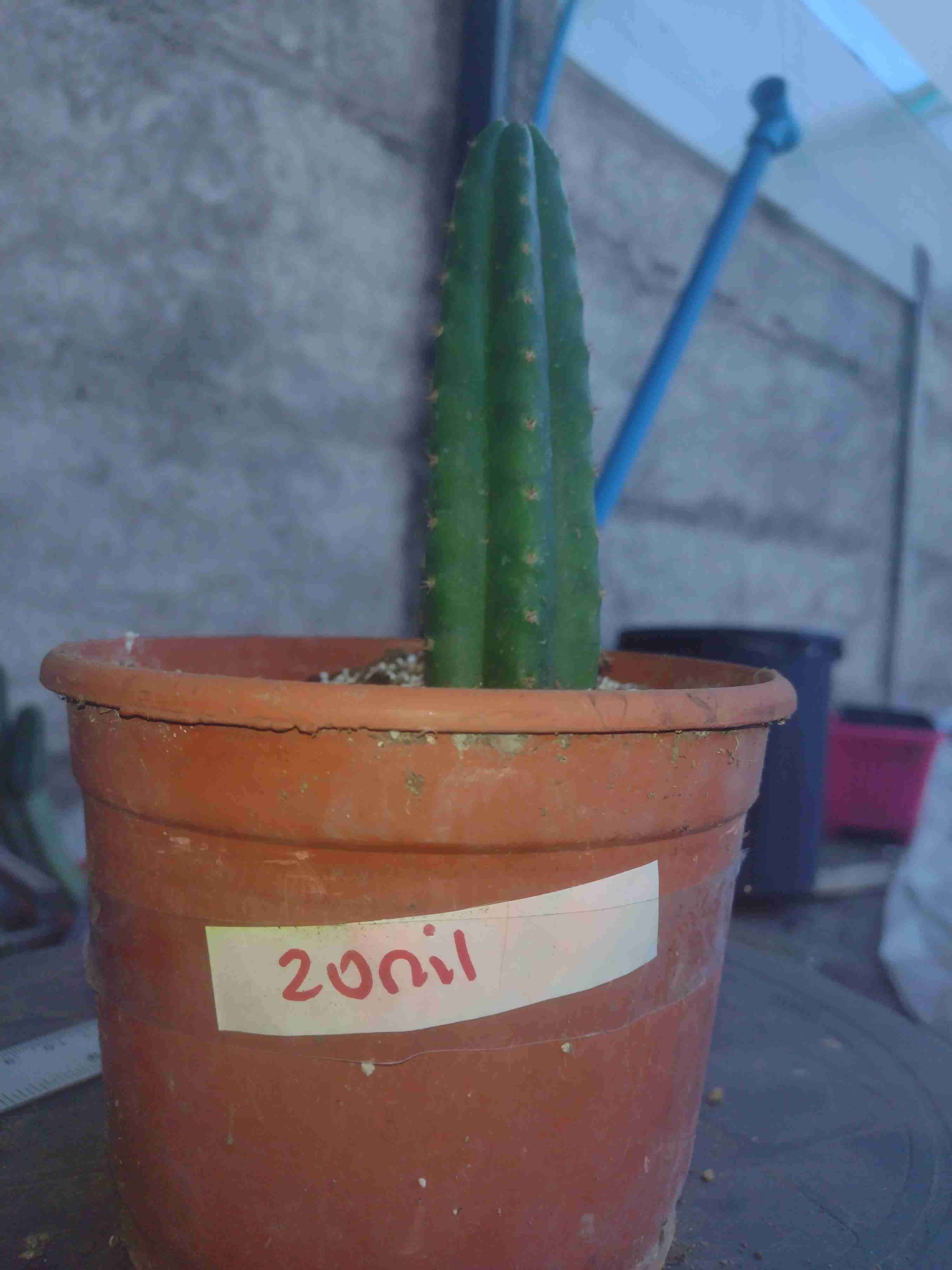 Cactus San Pedro en maceta - 2