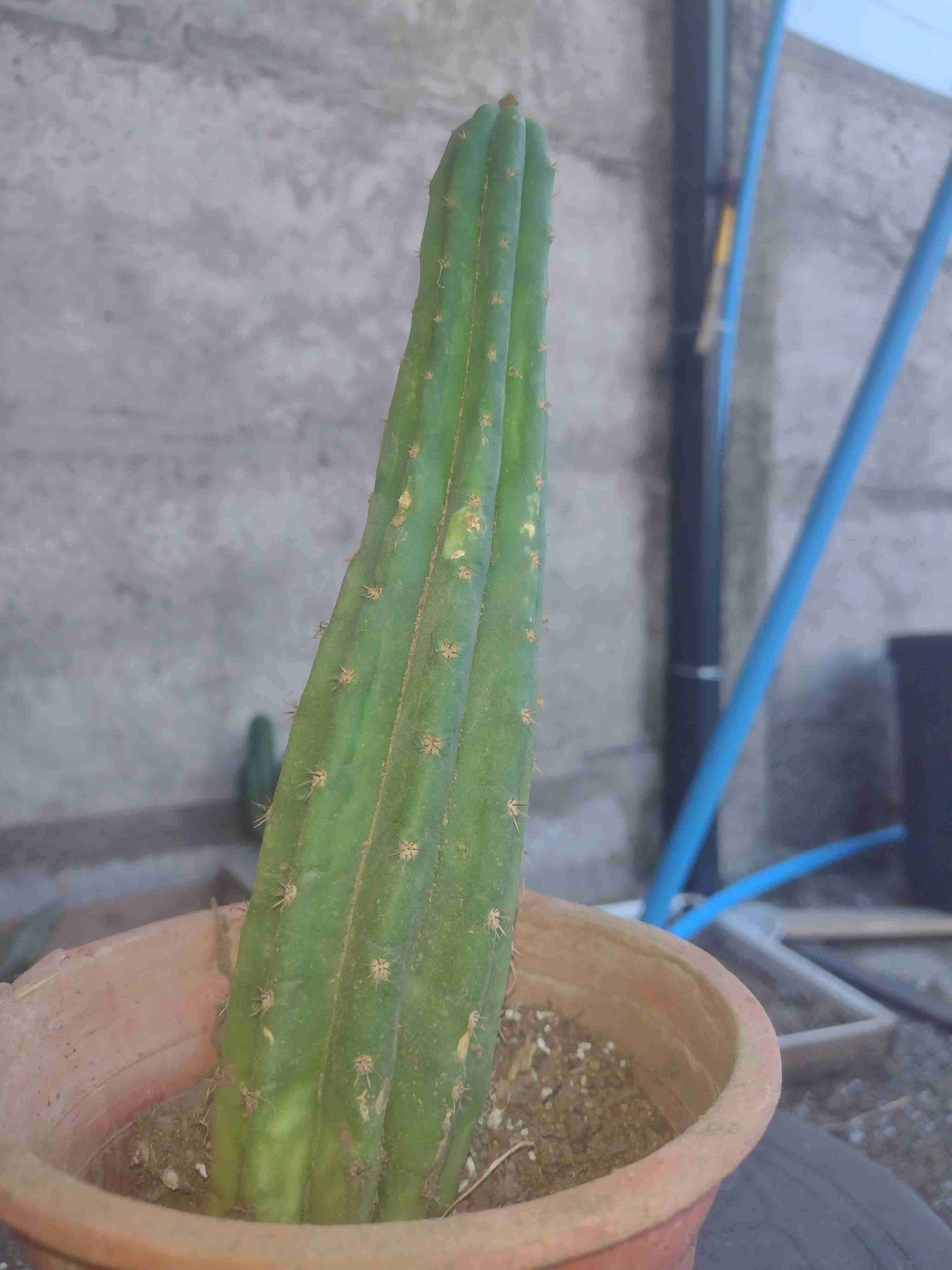 Cactus San Pedro en maceta - 3