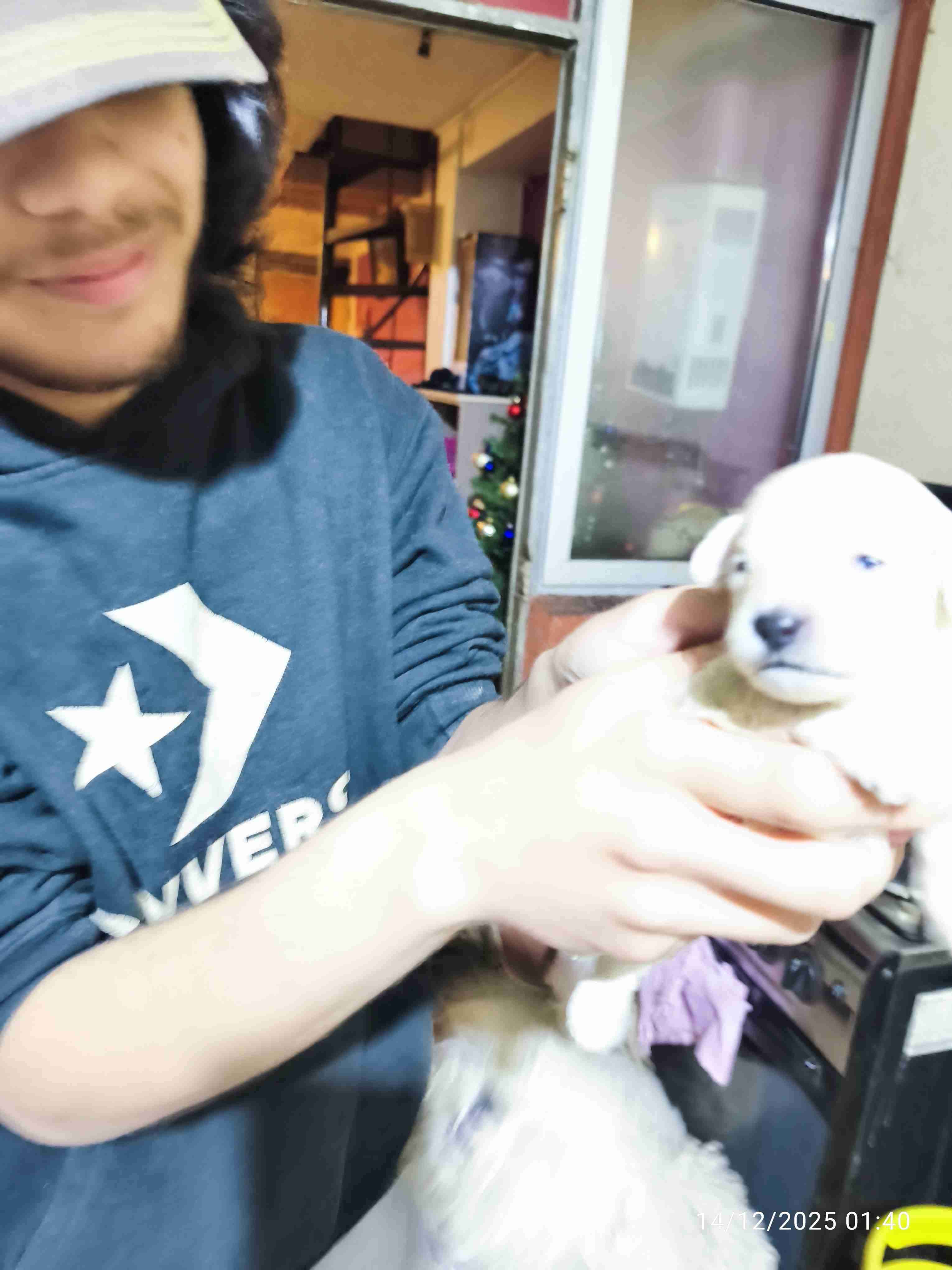 Poodle en Chillán - 1