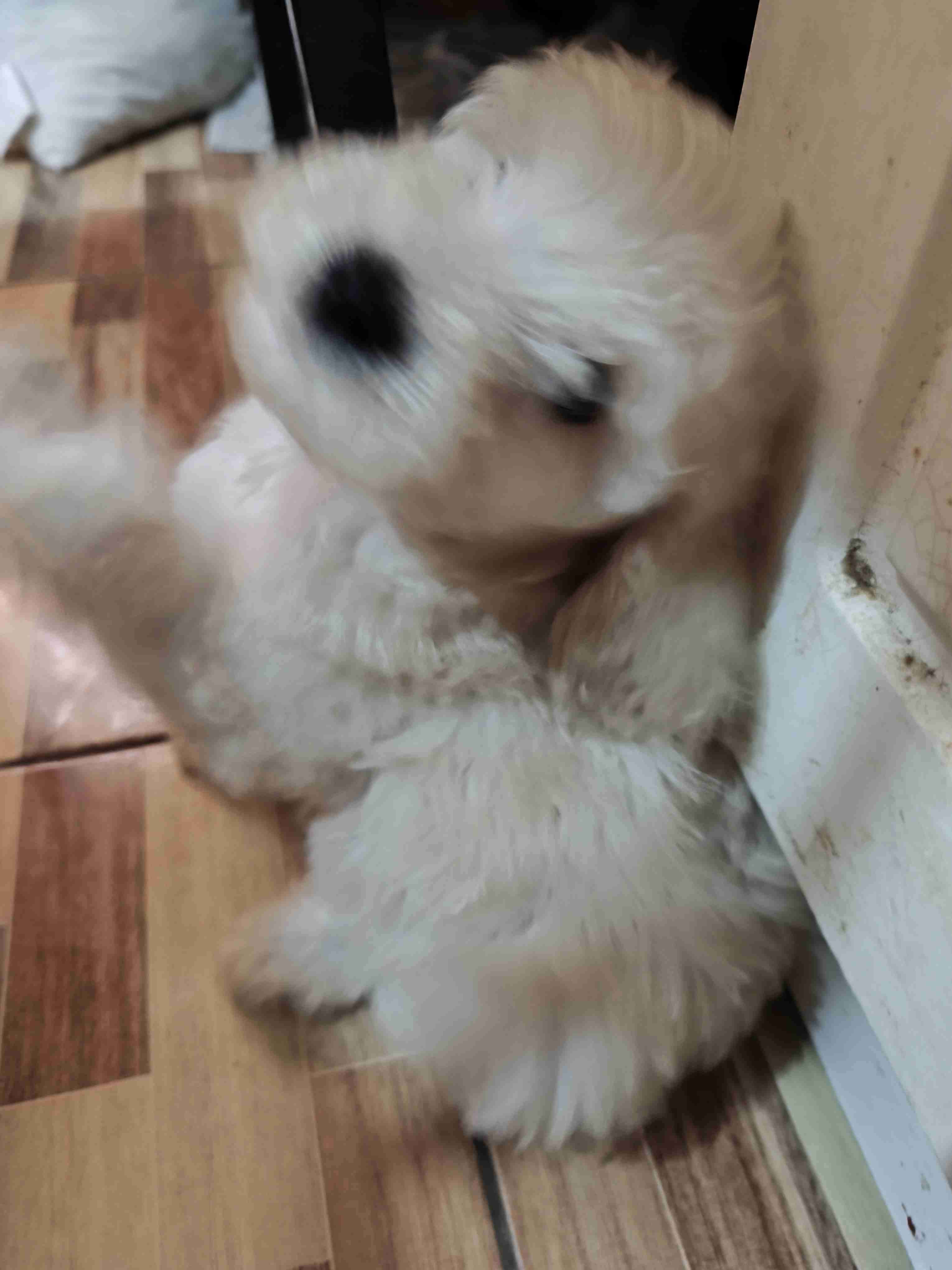 Poodle en Chillán - 2