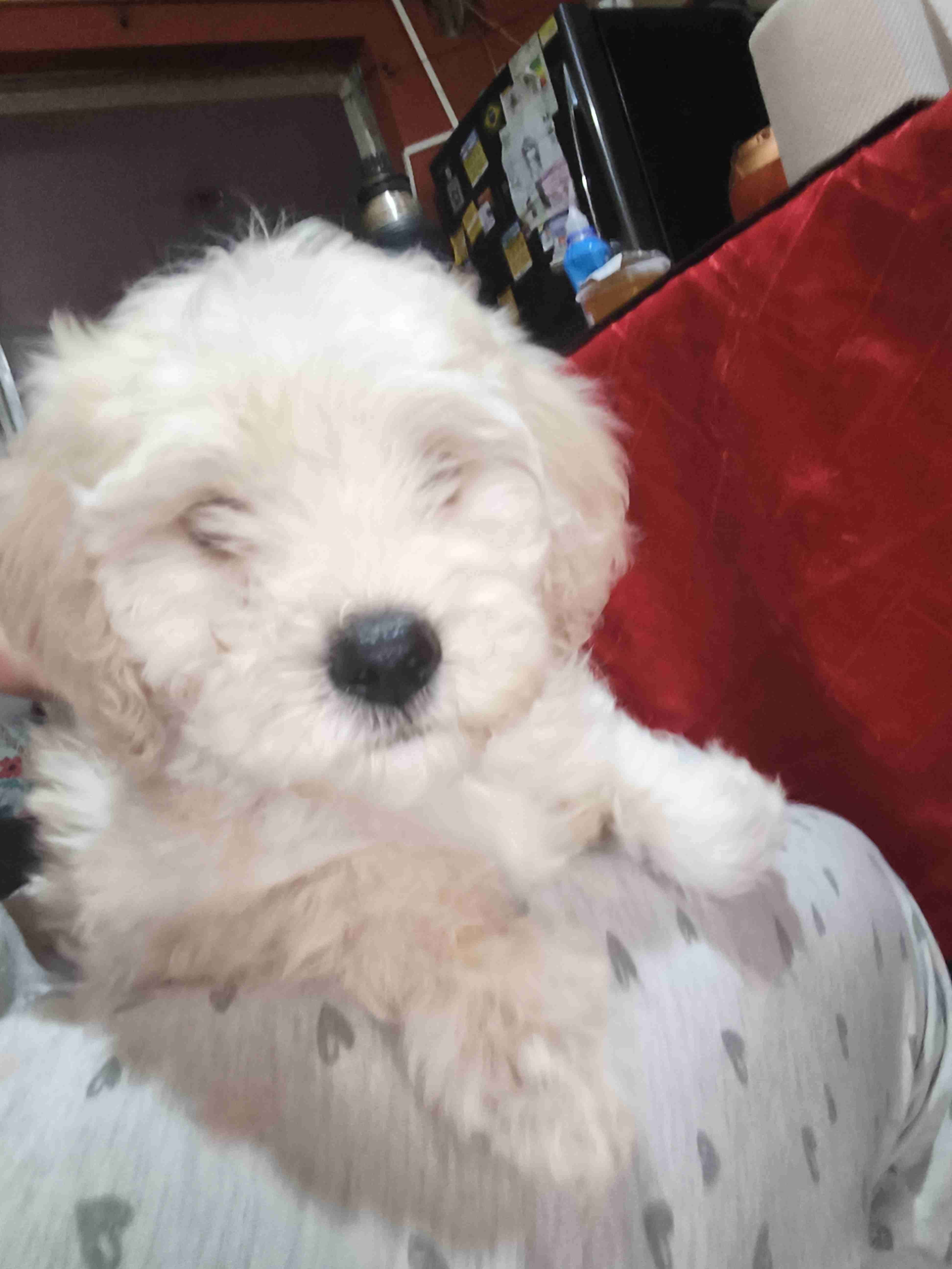 Poodle en Chillán - 3