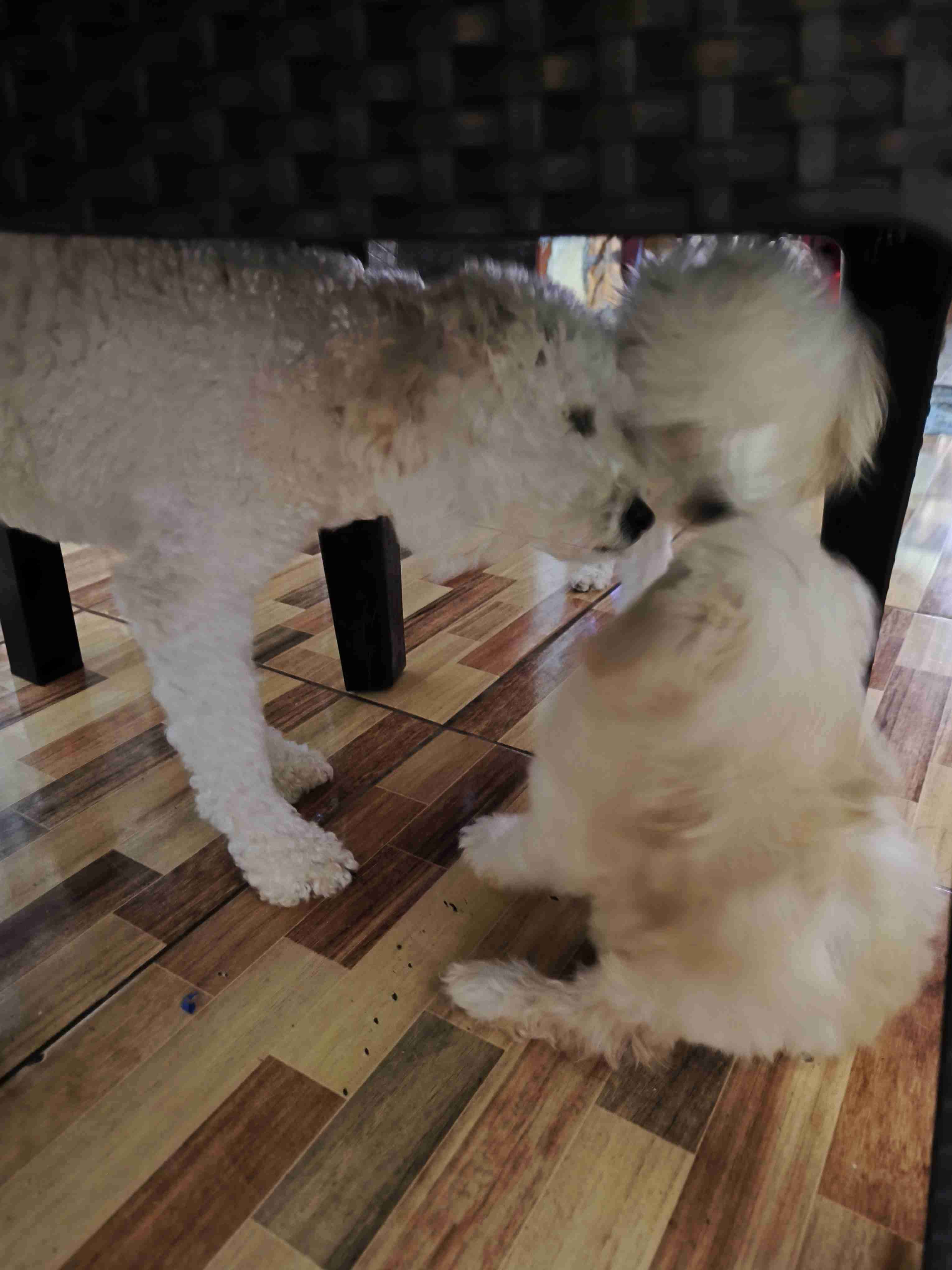 Poodle en Chillán - 4