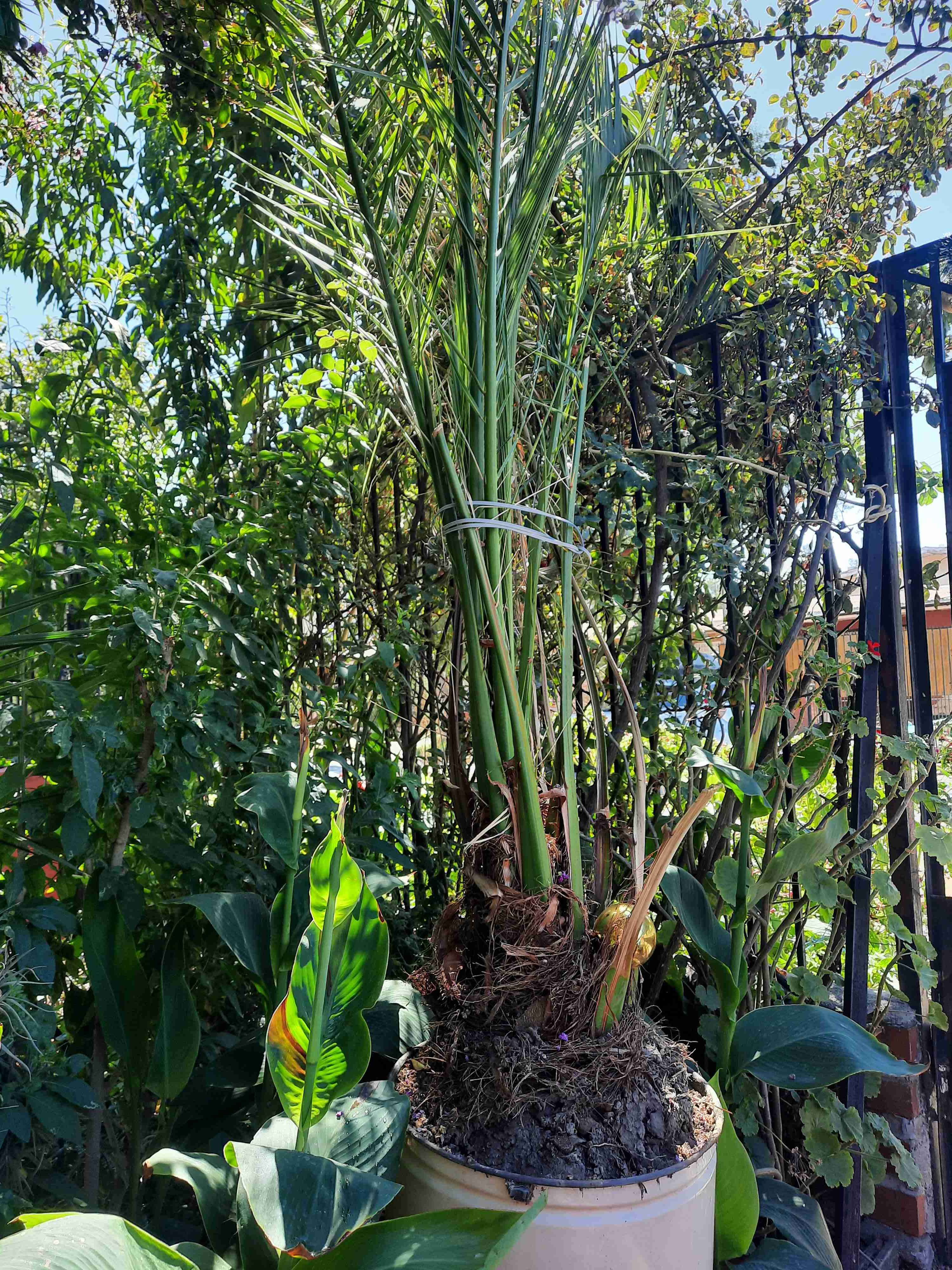 Palmera en maceta grande - 1