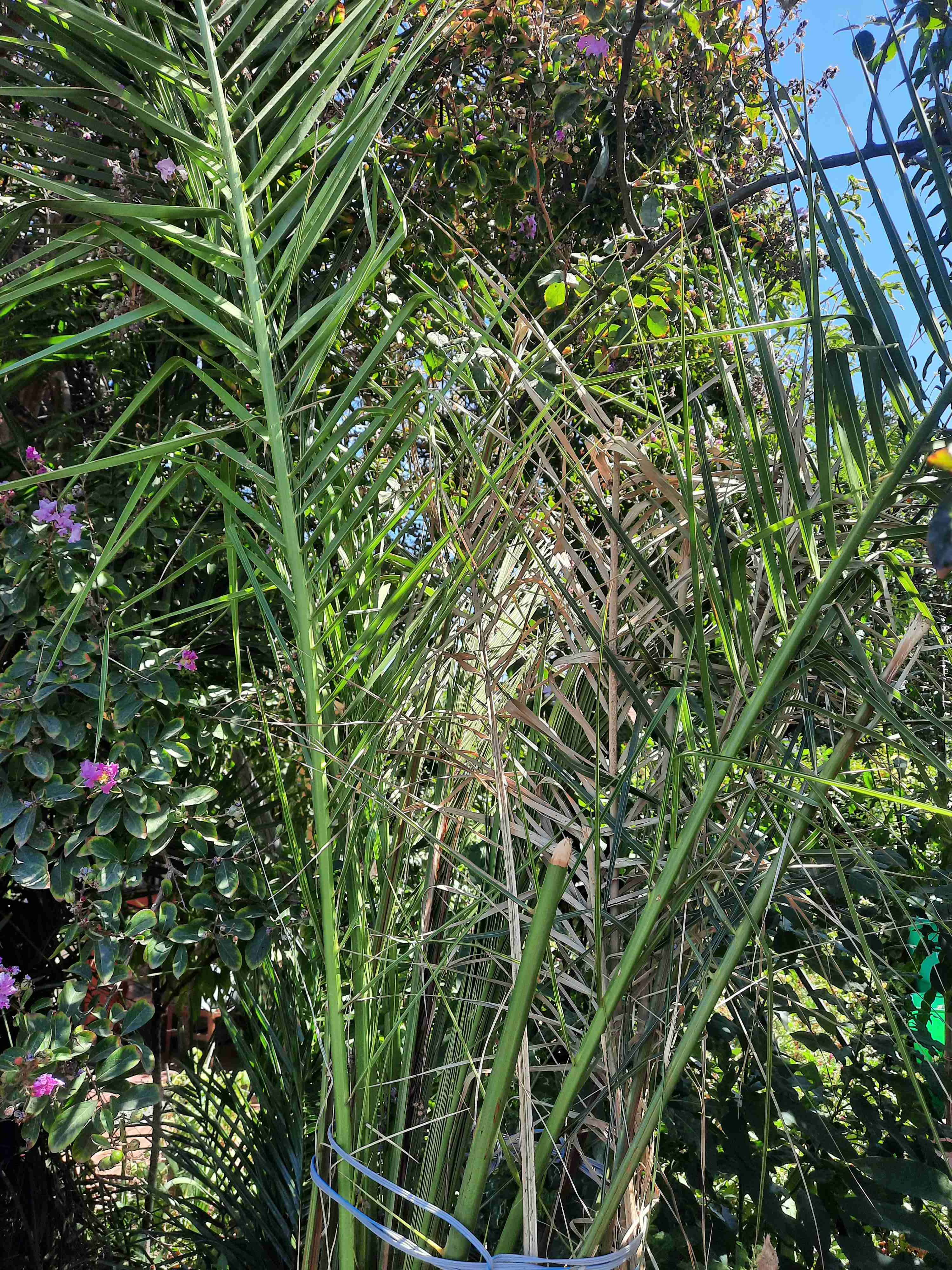 Palmera en maceta grande - 2