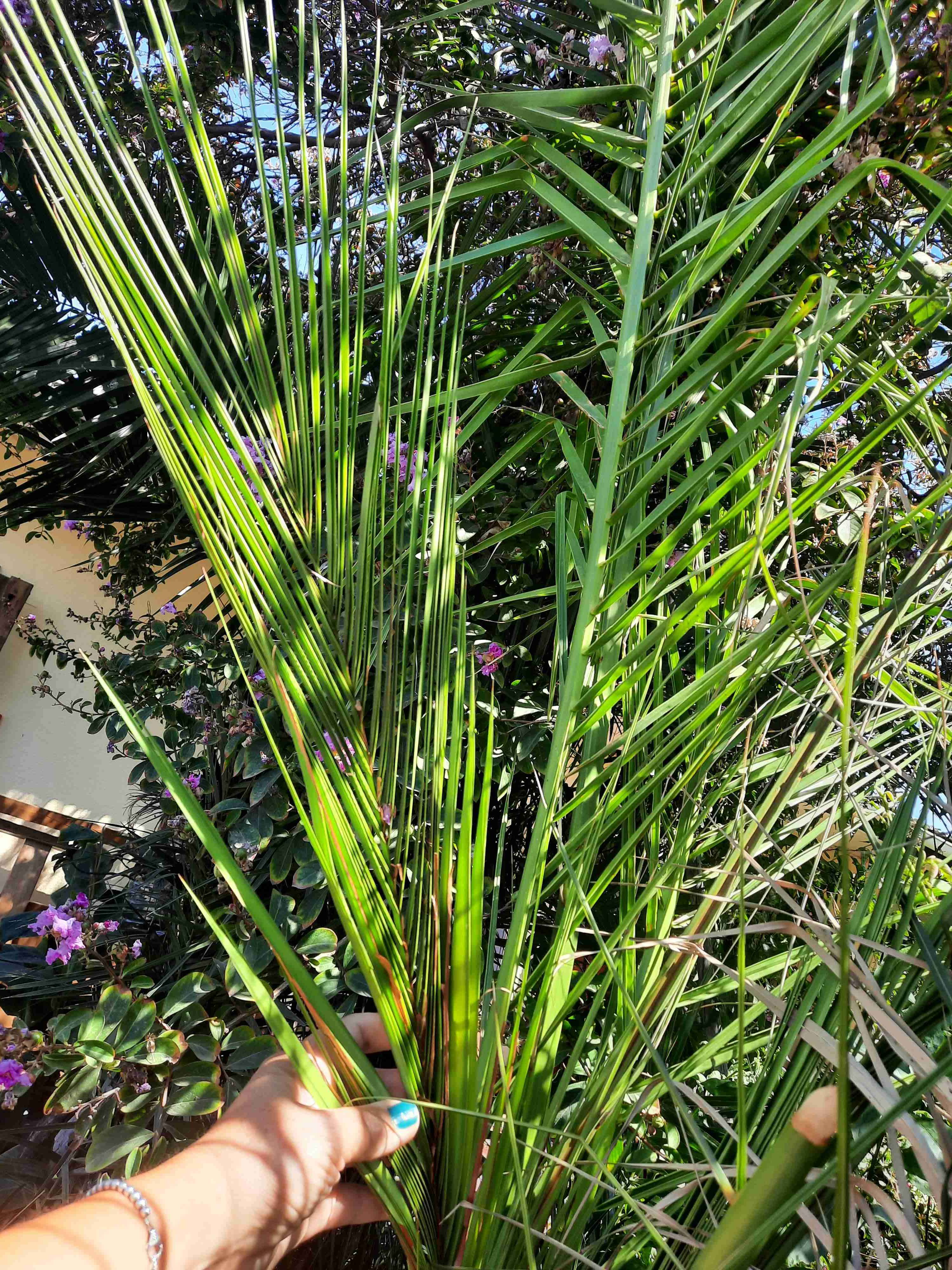 Palmera en maceta grande - 3