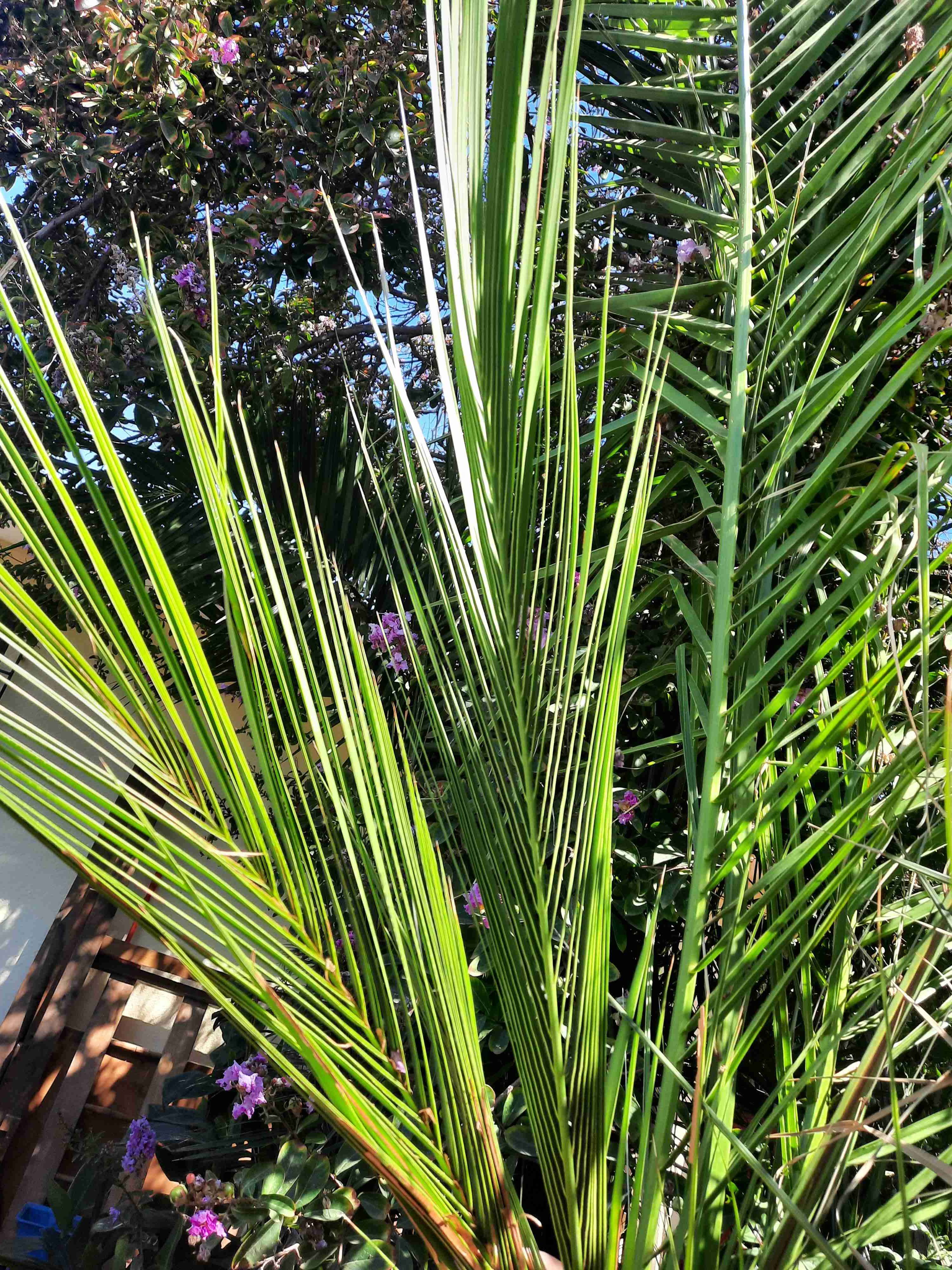 Palmera en maceta grande - 4