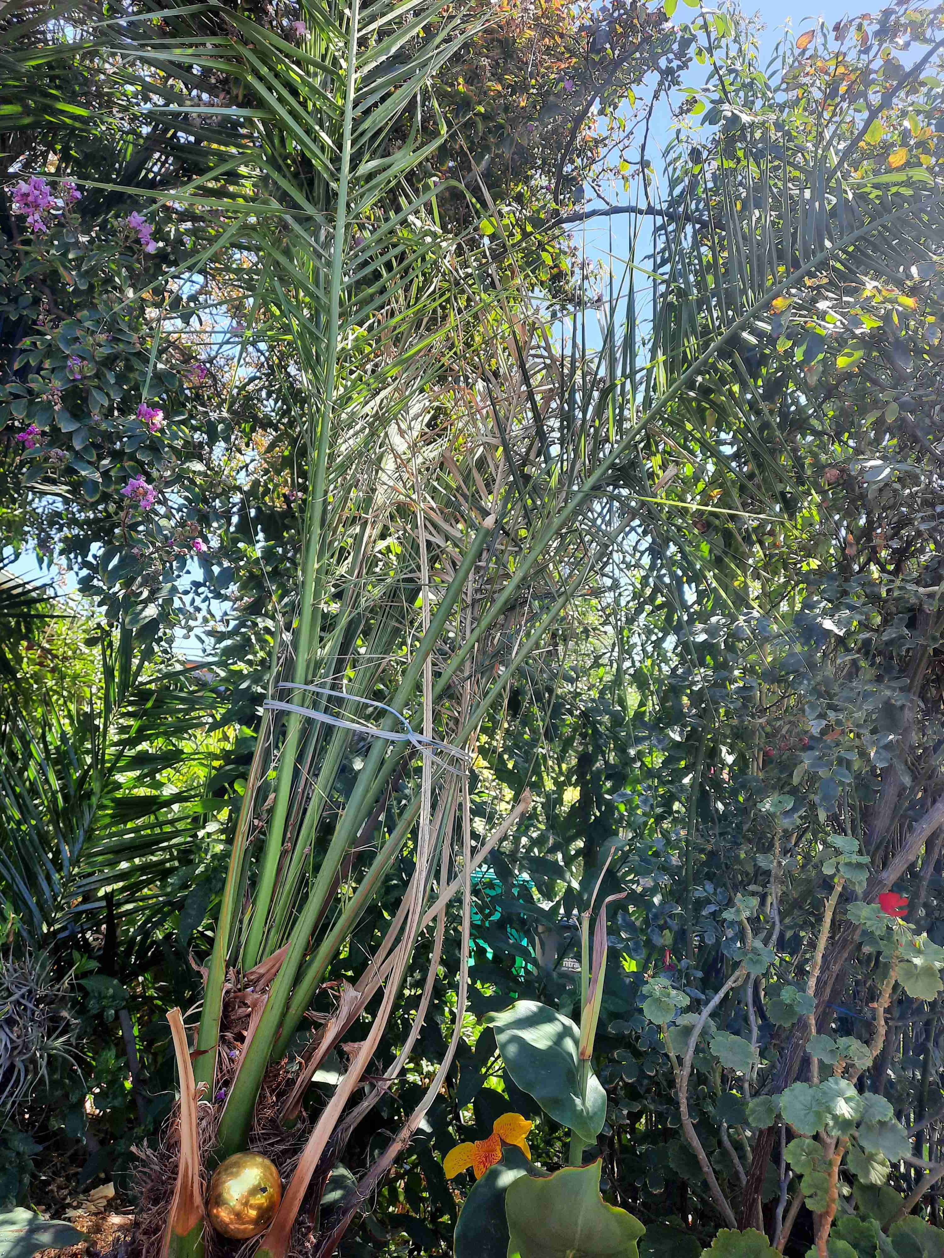 Palmera en maceta grande - 5