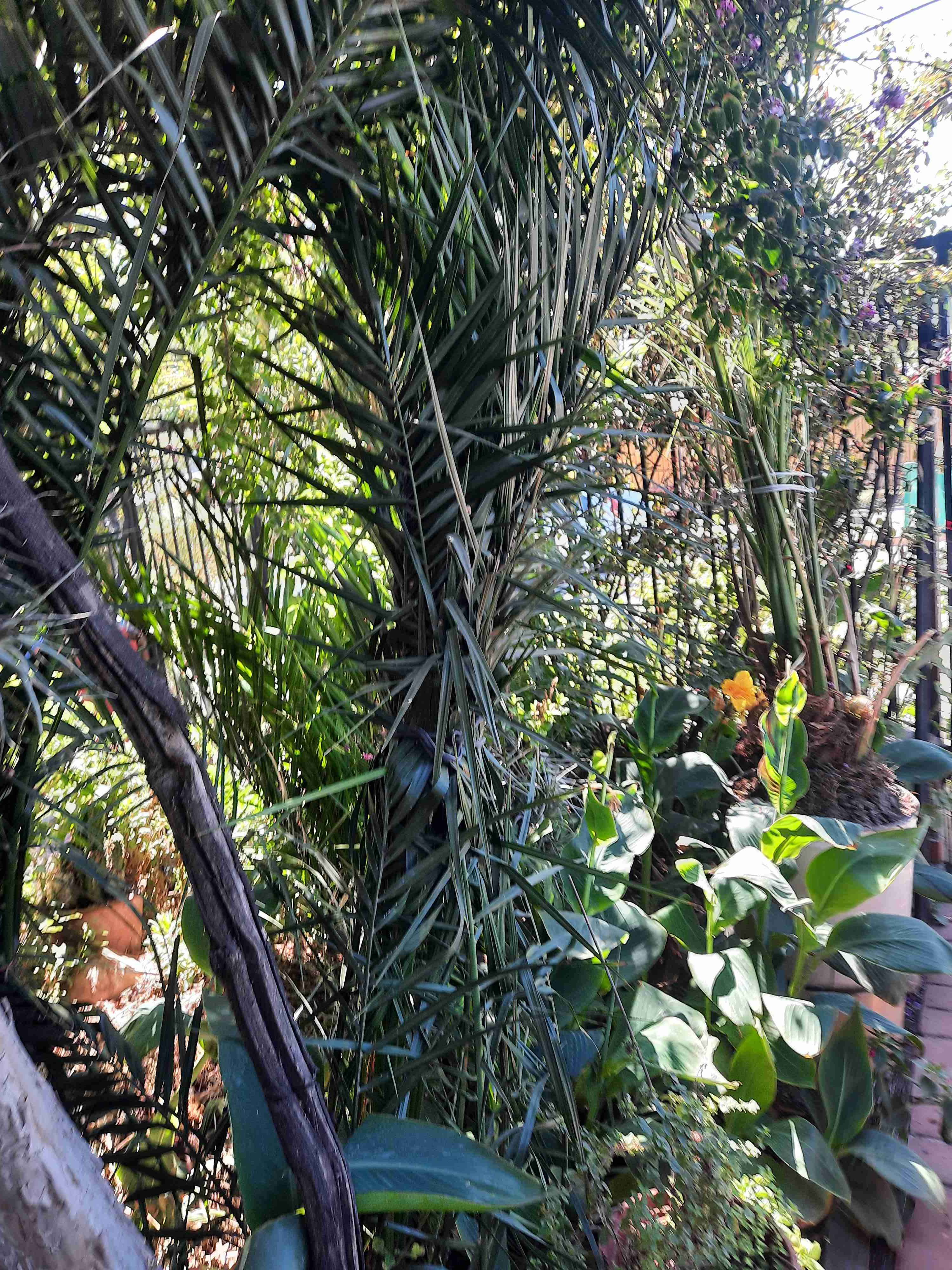 Palmera en maceta grande - 6