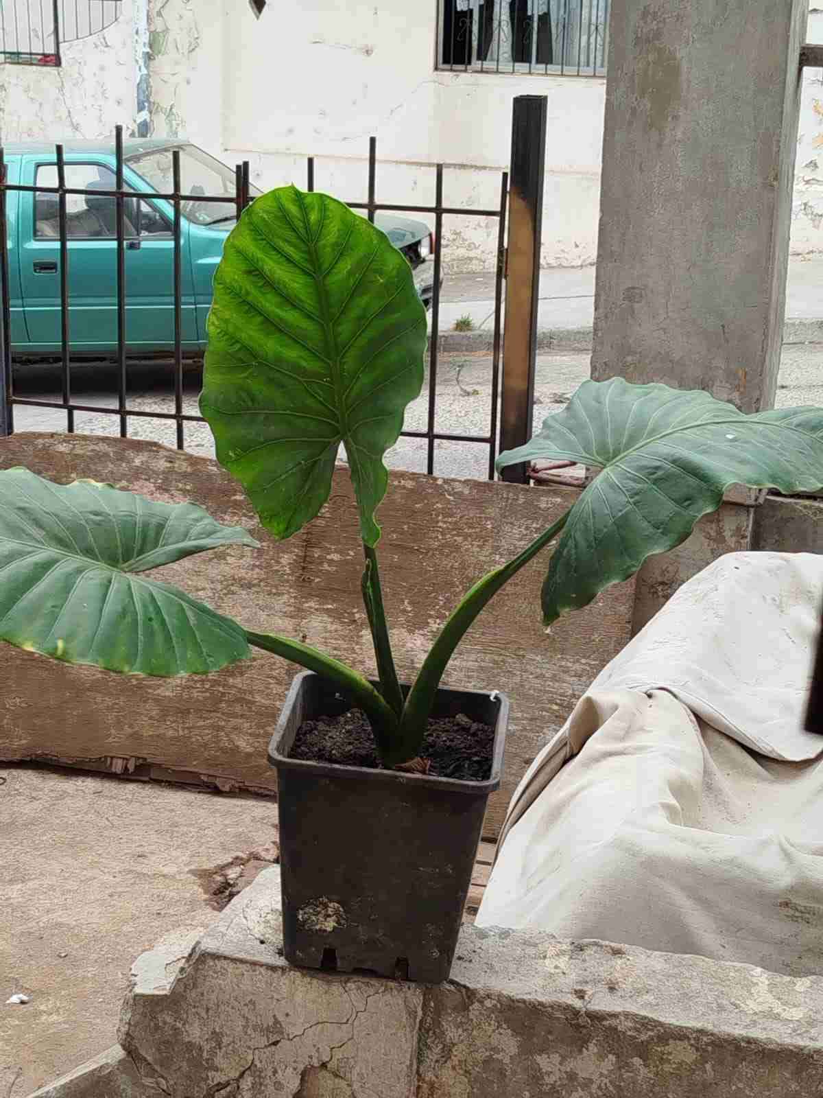 Planta de interior Alocasia grandeManto - miniatura 1