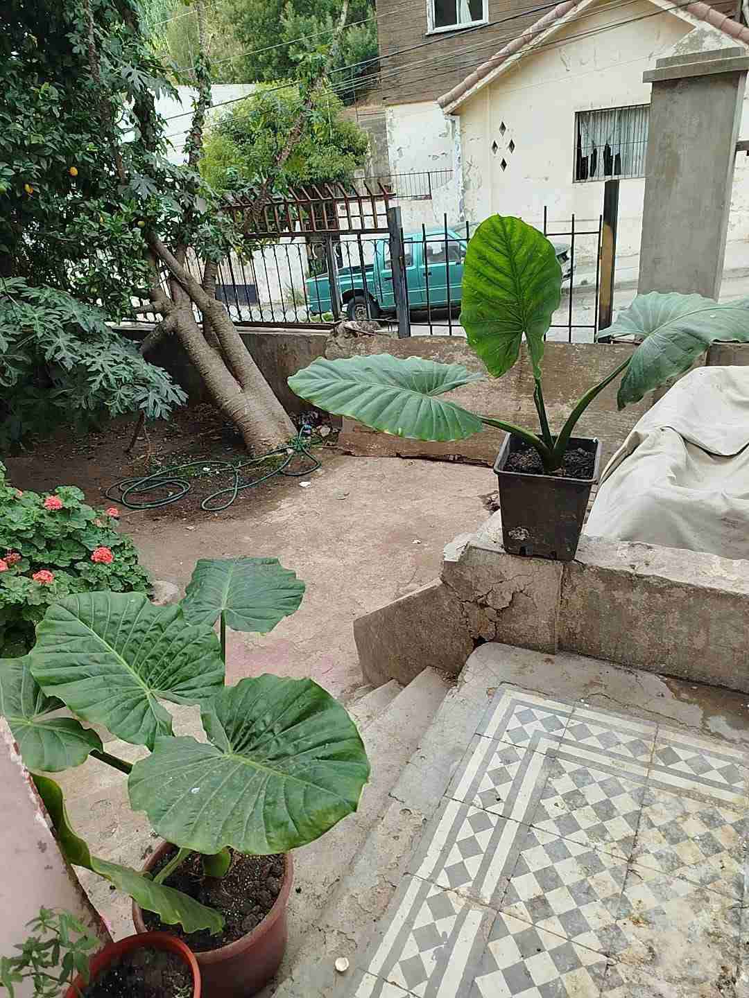 Planta de interior Alocasia grandeManto - miniatura 2