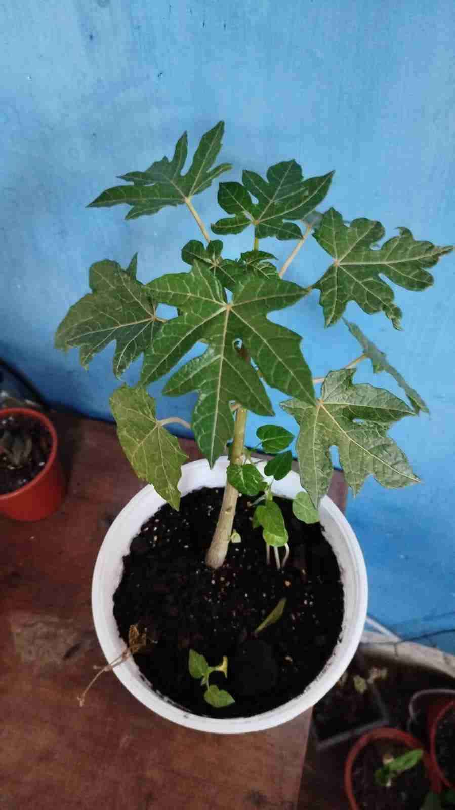 Planta de papaya en maceta