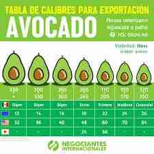 Palta hass chilena firmes natural sin frio - miniatura 2