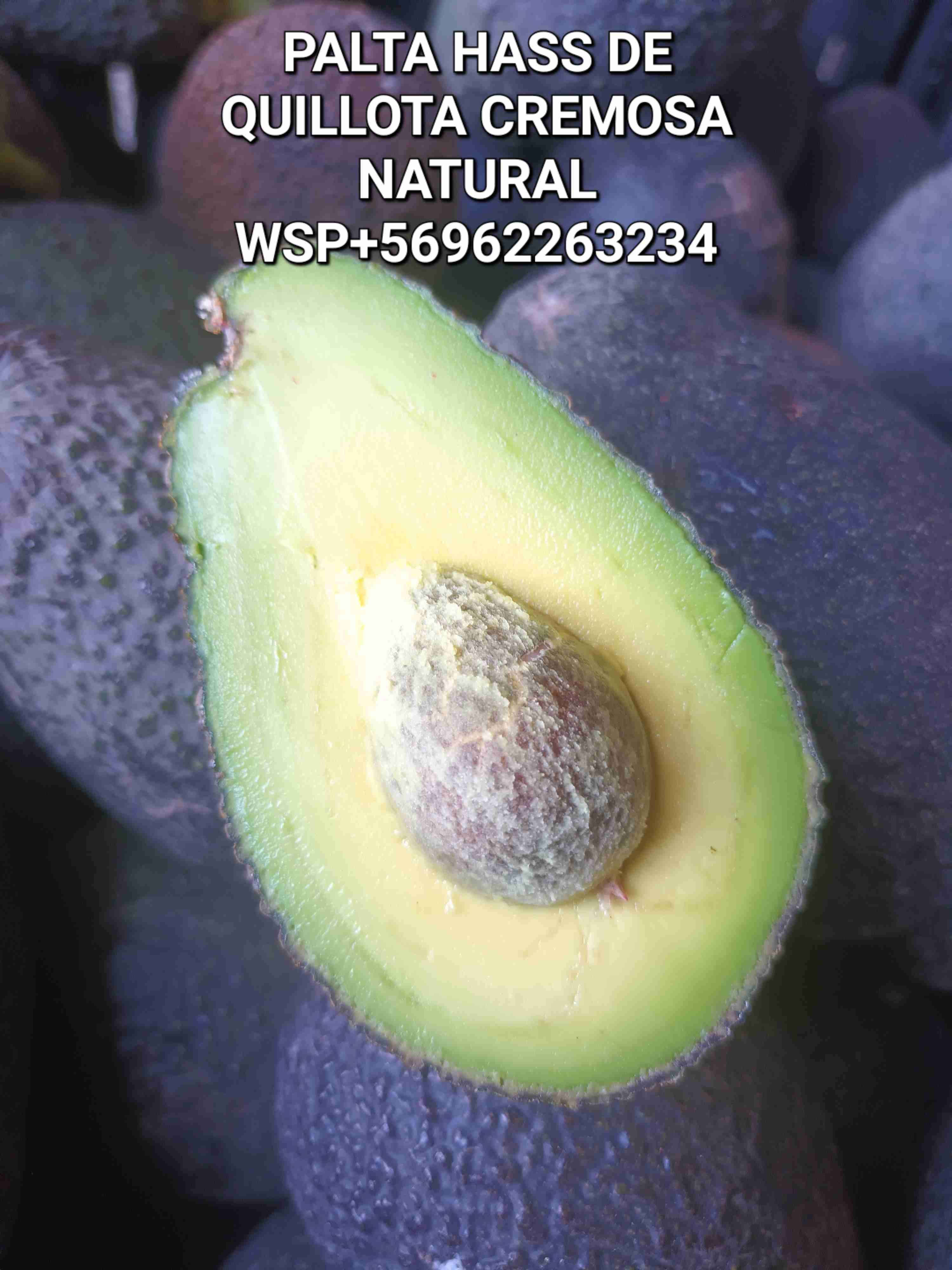 Palta hass chilena firmes natural sin frio - miniatura 4