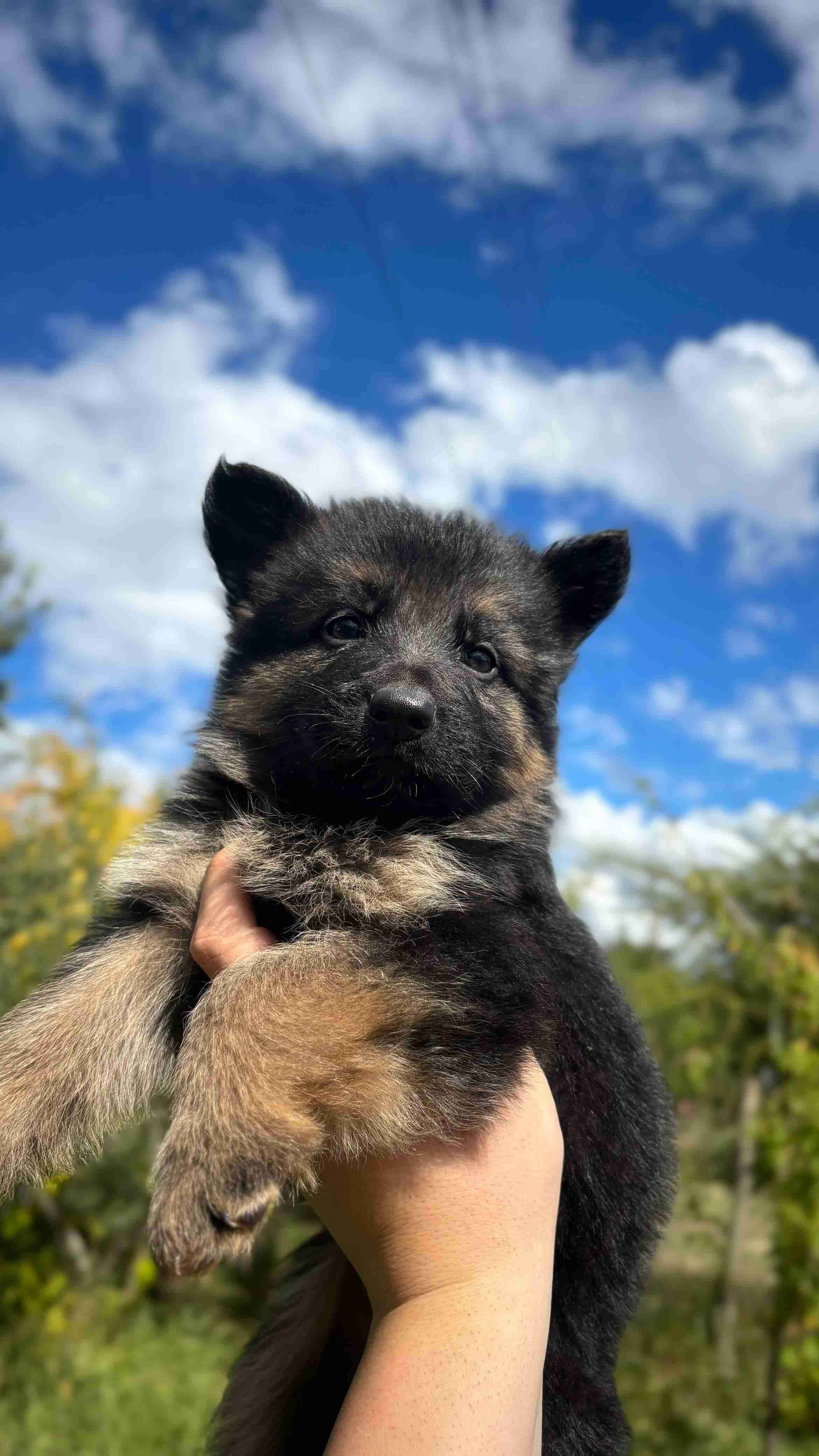 Mascotas - miniatura 1