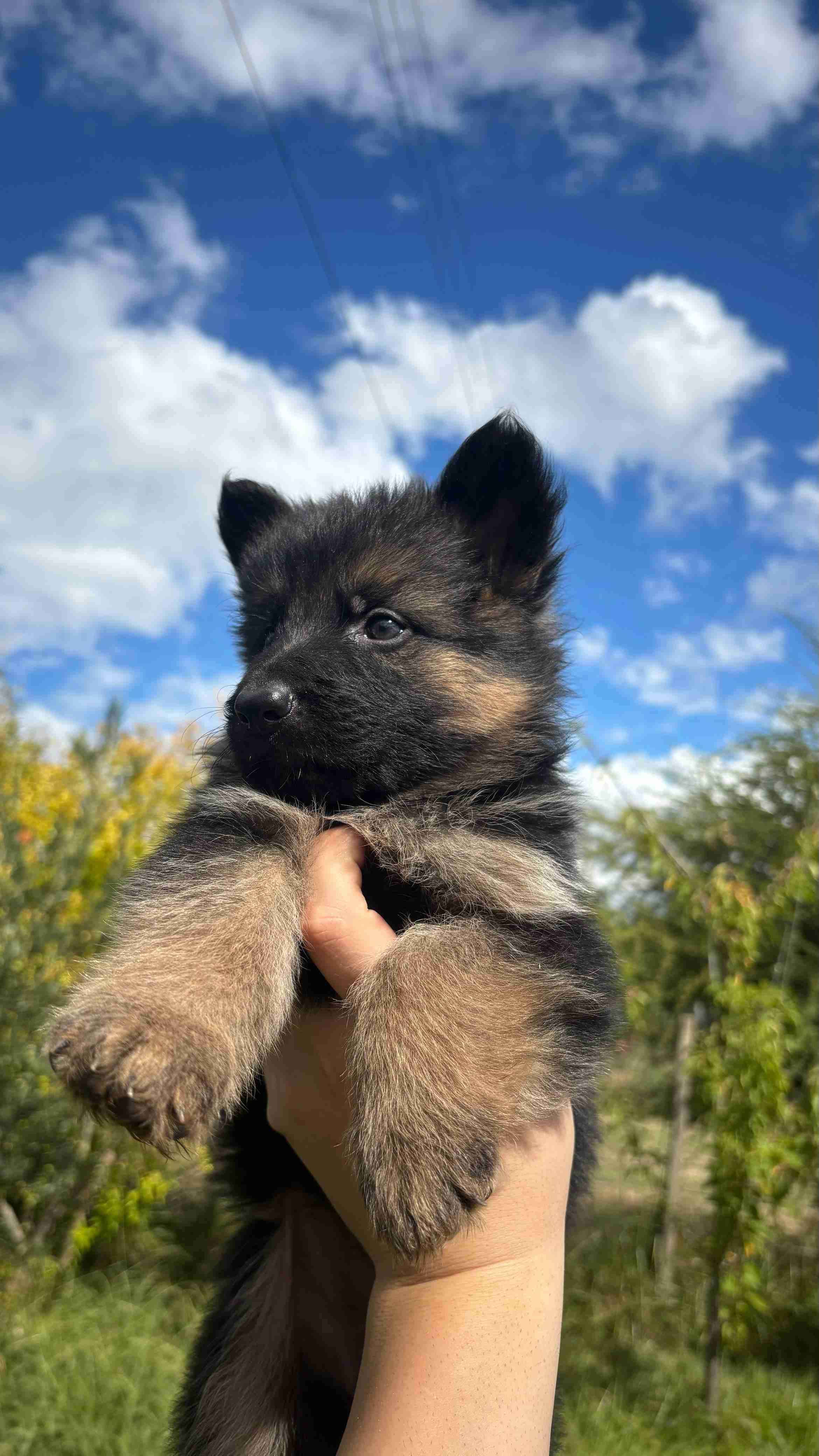 Mascotas - miniatura 3