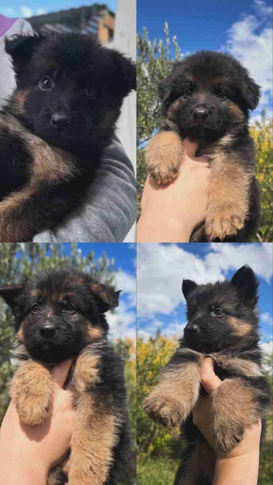 Mascotas - miniatura 4