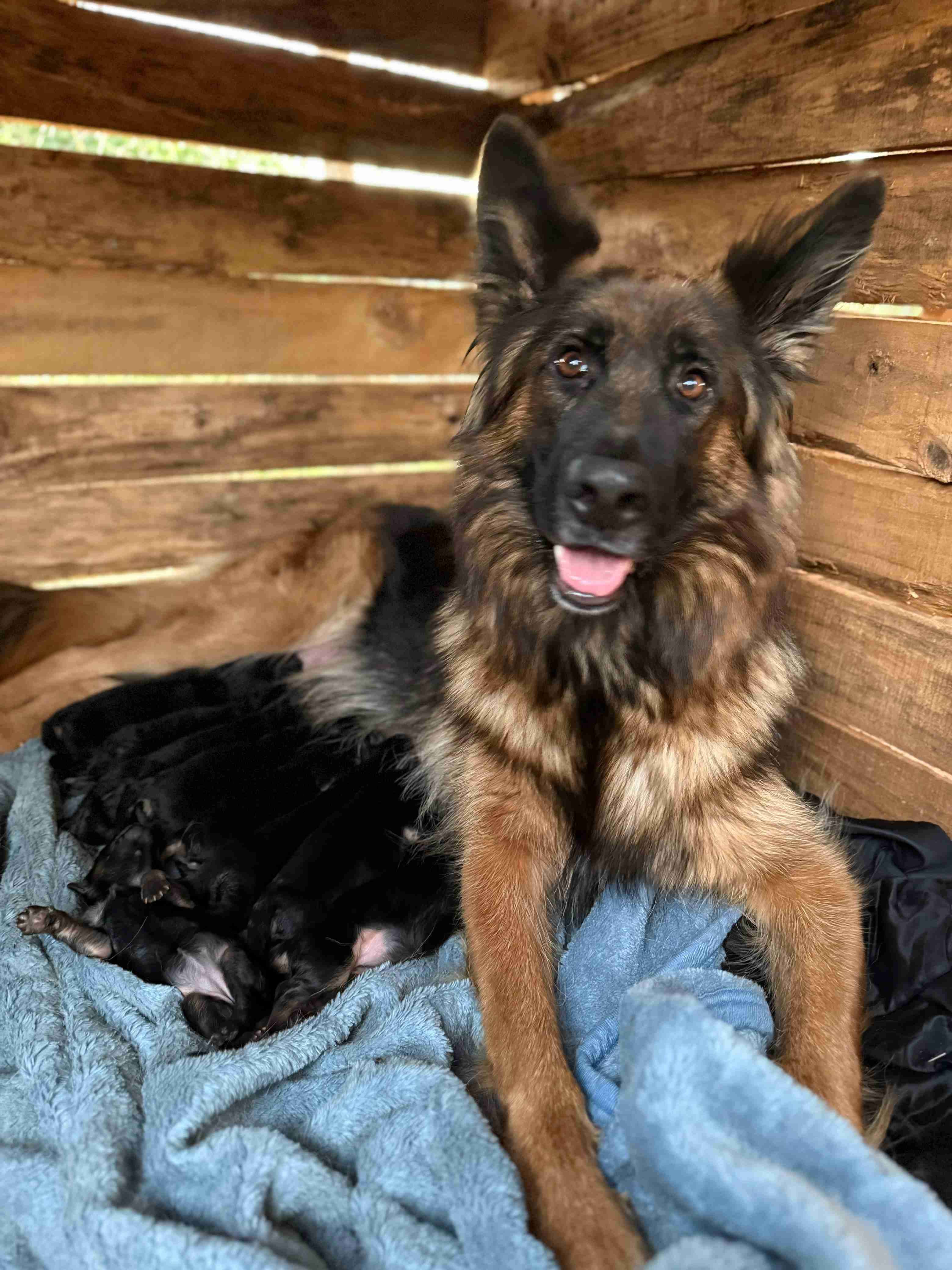 Mascotas - miniatura 5