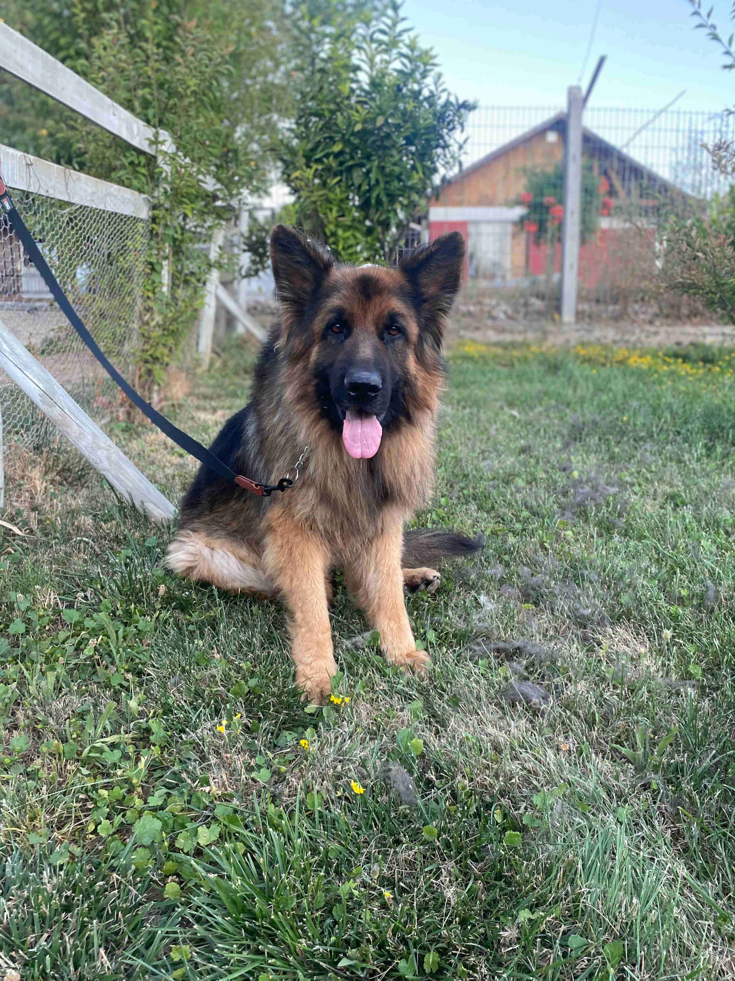 Mascotas - miniatura 6