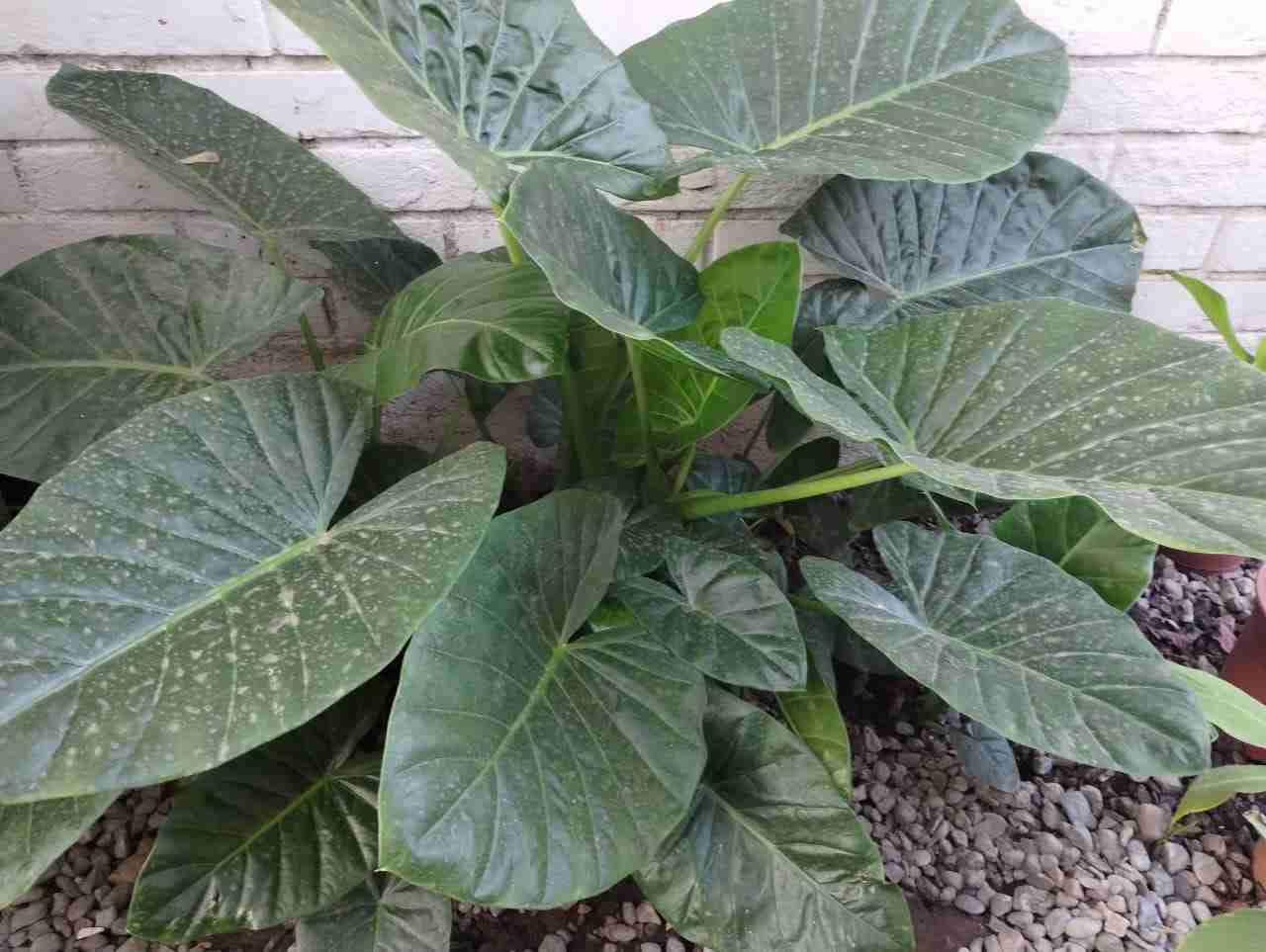 Manto de Eva - miniatura 3