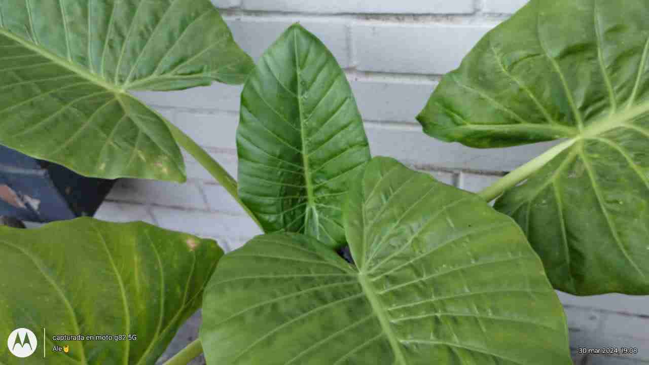 Manto de Eva - miniatura 4