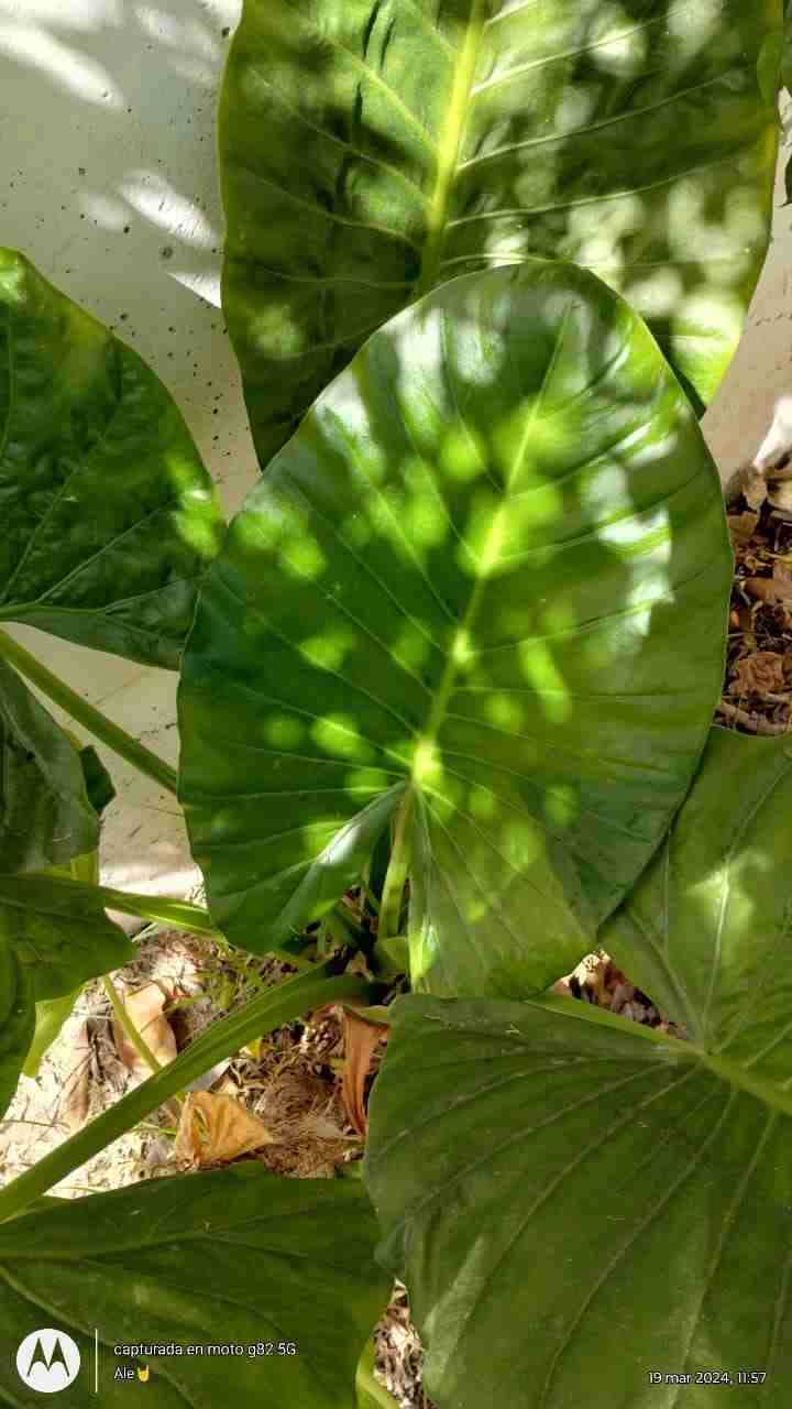 Manto de Eva - miniatura 5