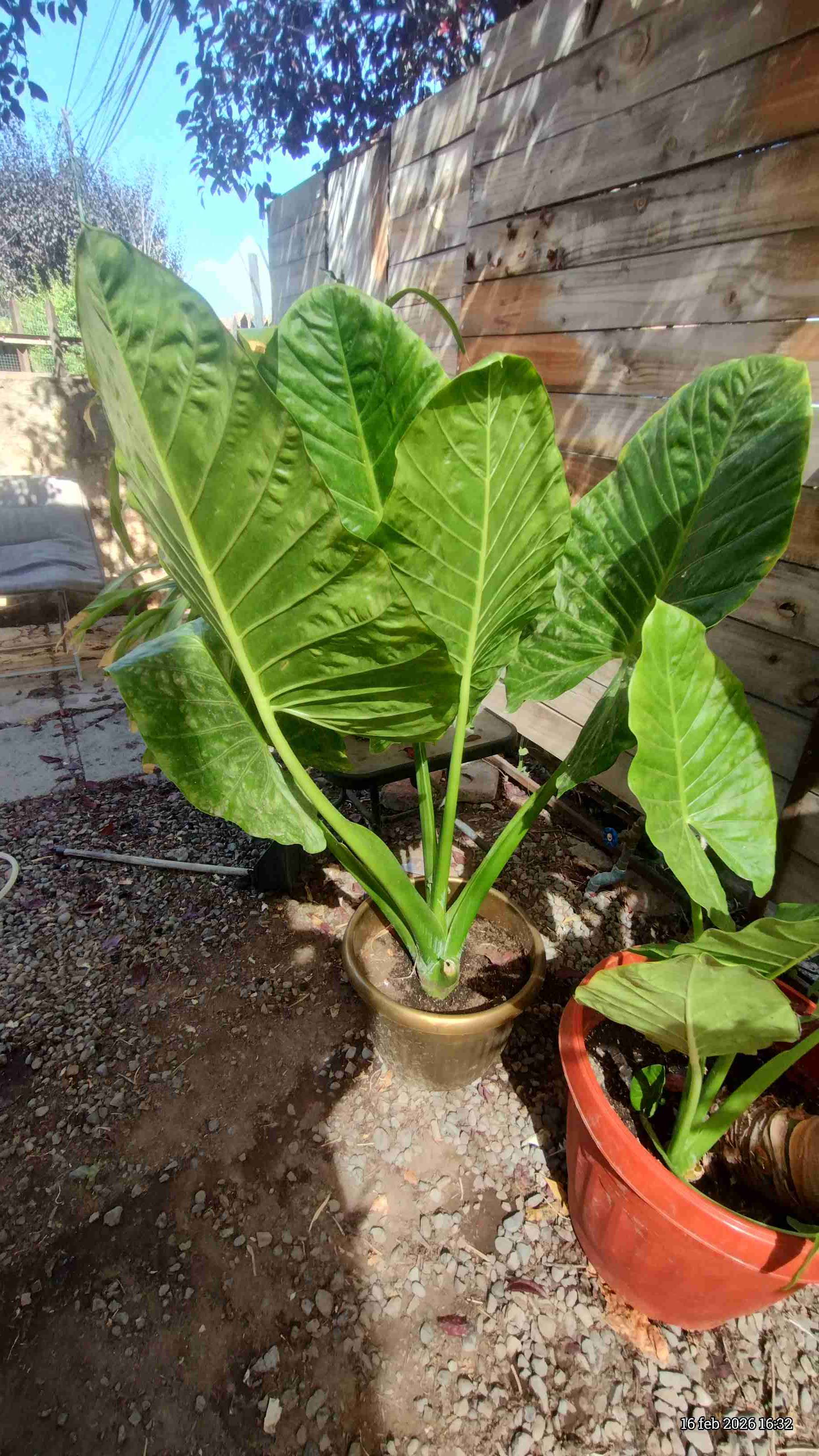 Manto de Eva - miniatura 7