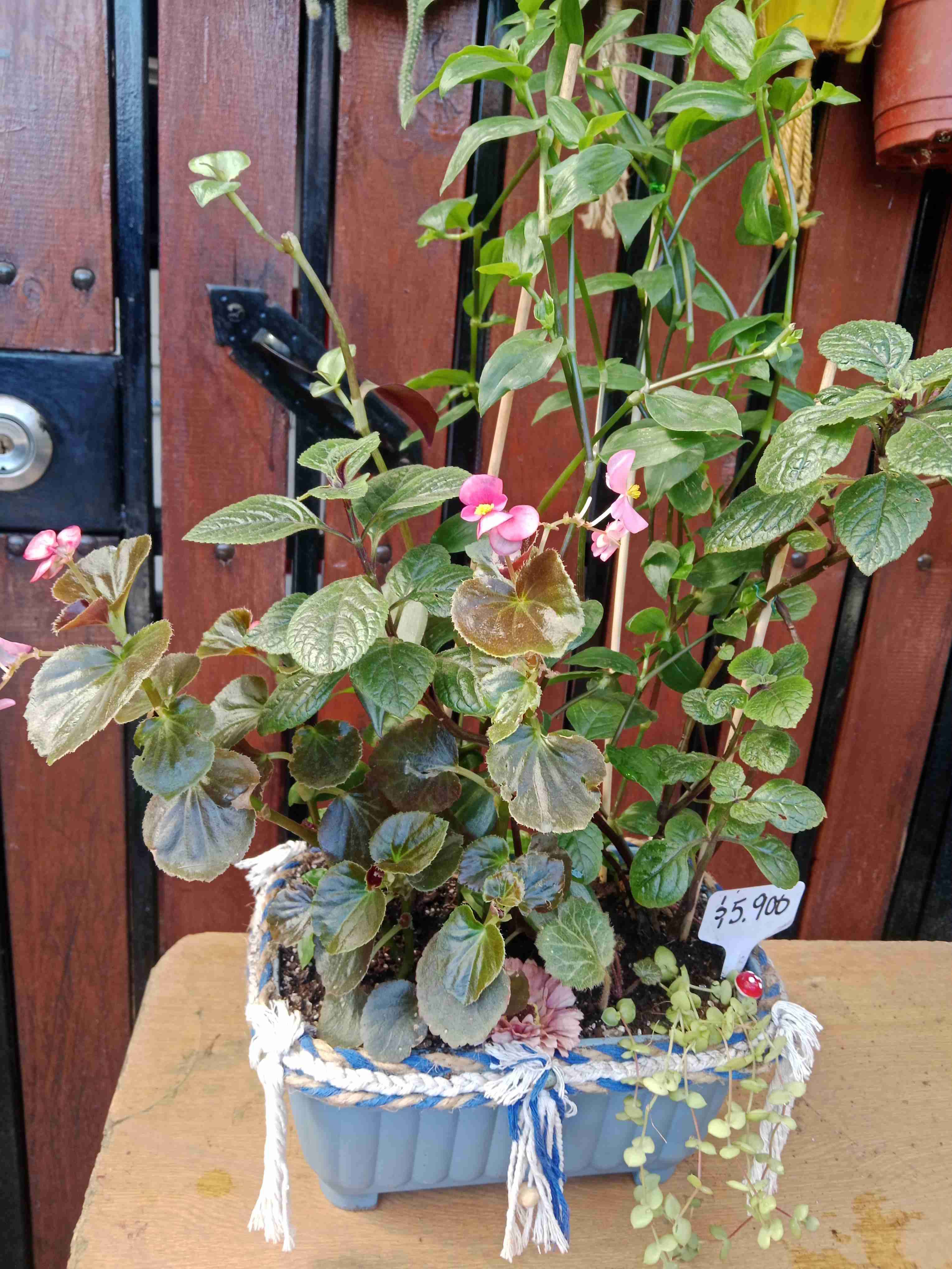 Macetero con plantas decorativas - miniatura 2