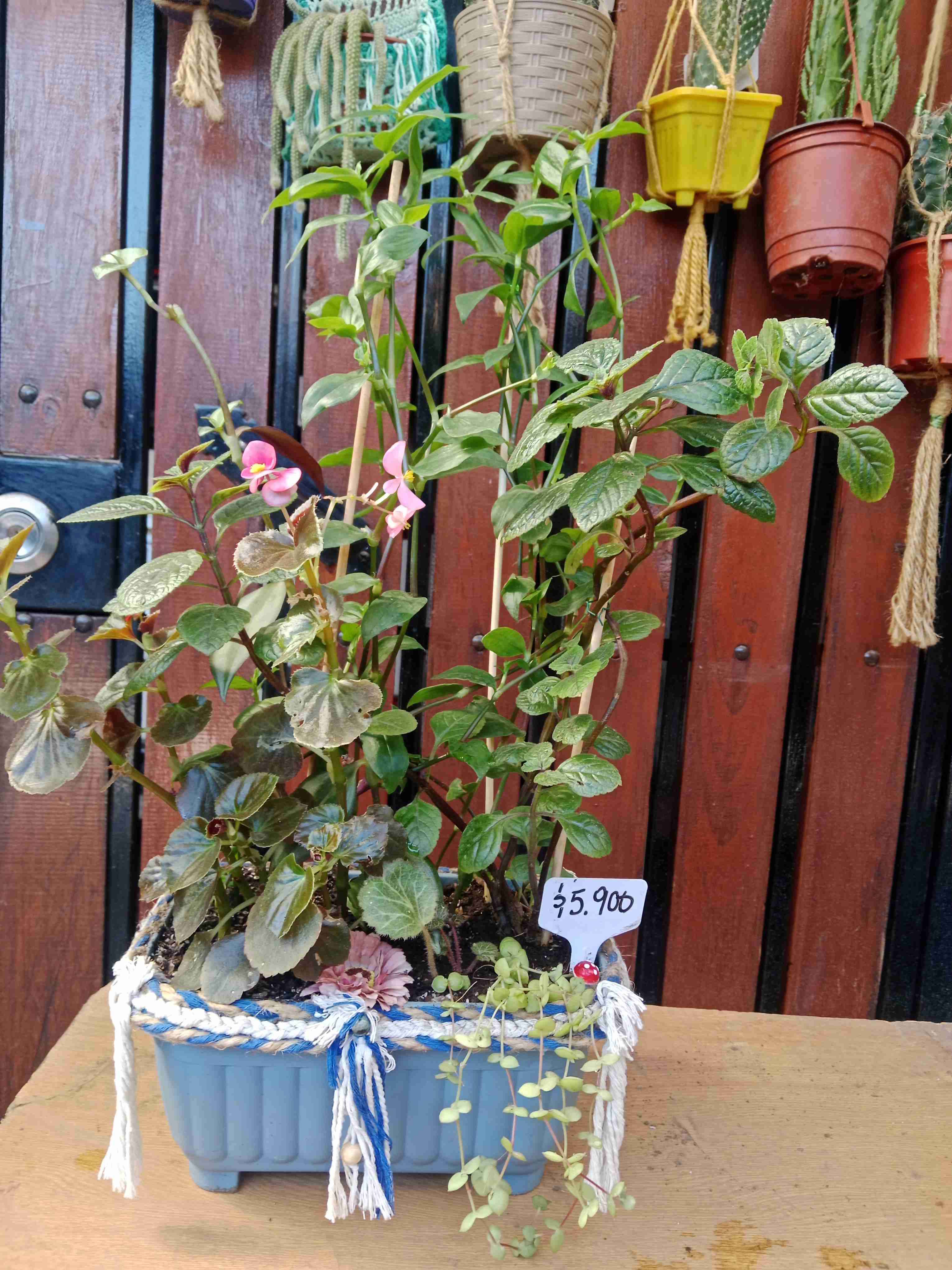 Macetero con plantas decorativas - miniatura 3