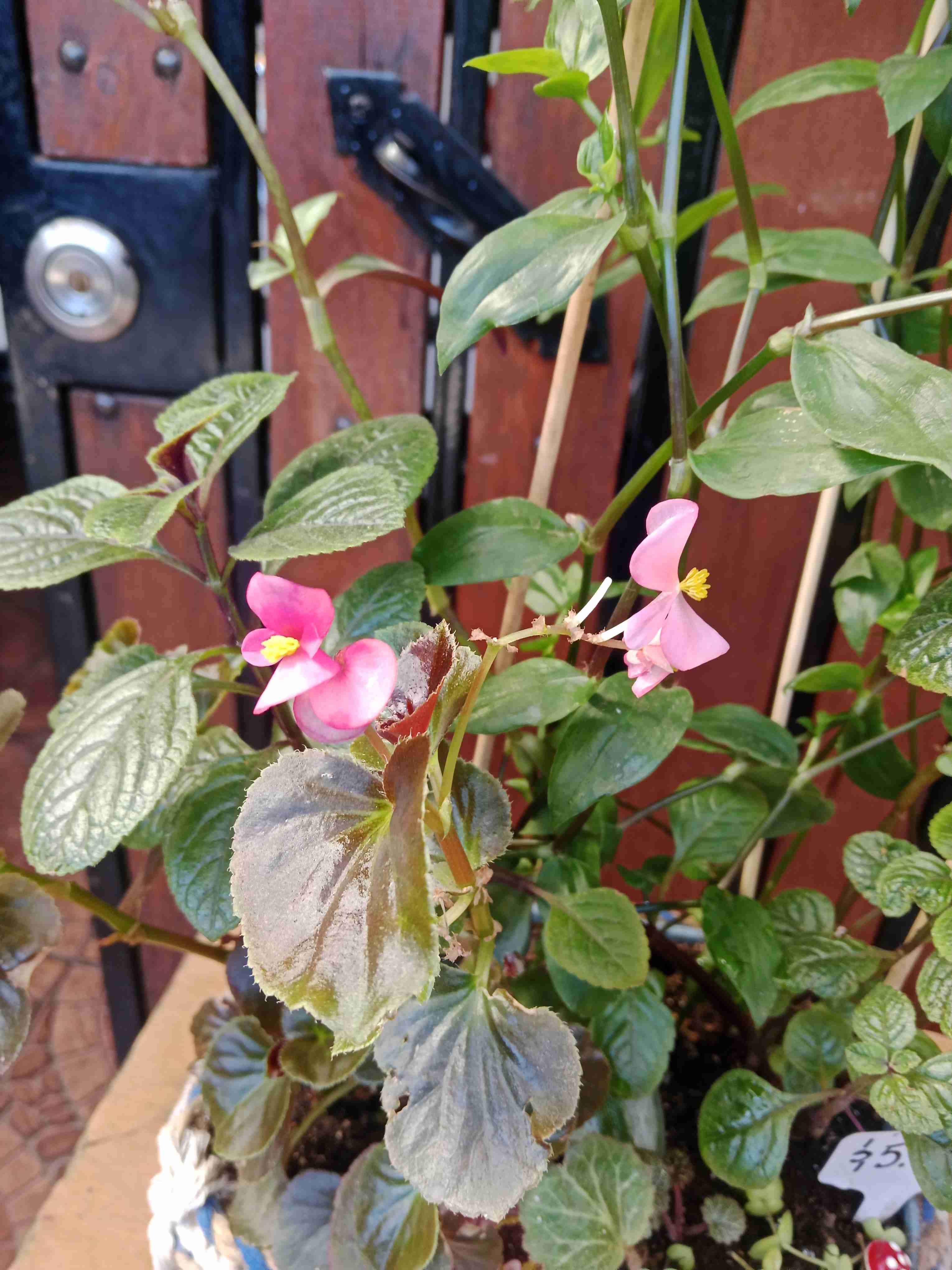 Macetero con plantas decorativas - miniatura 4