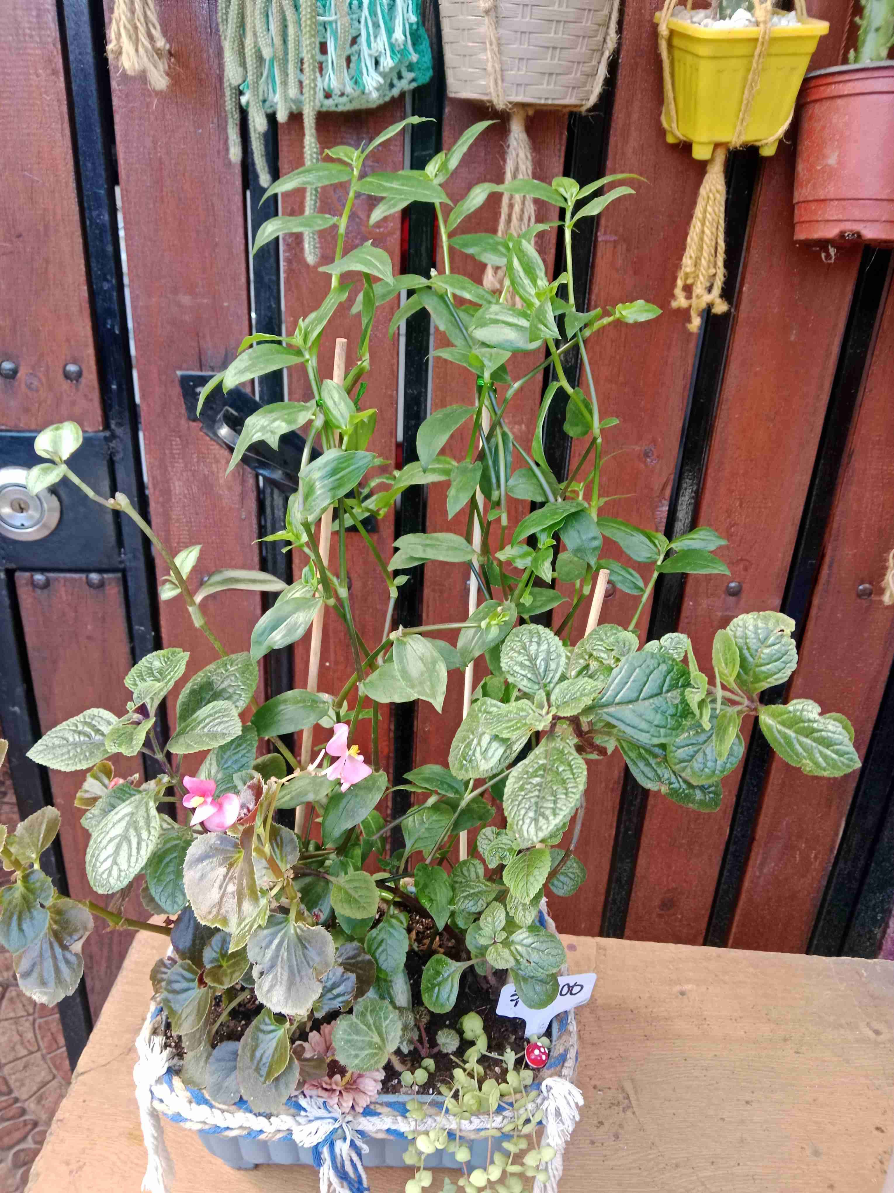 Macetero con plantas decorativas - miniatura 5