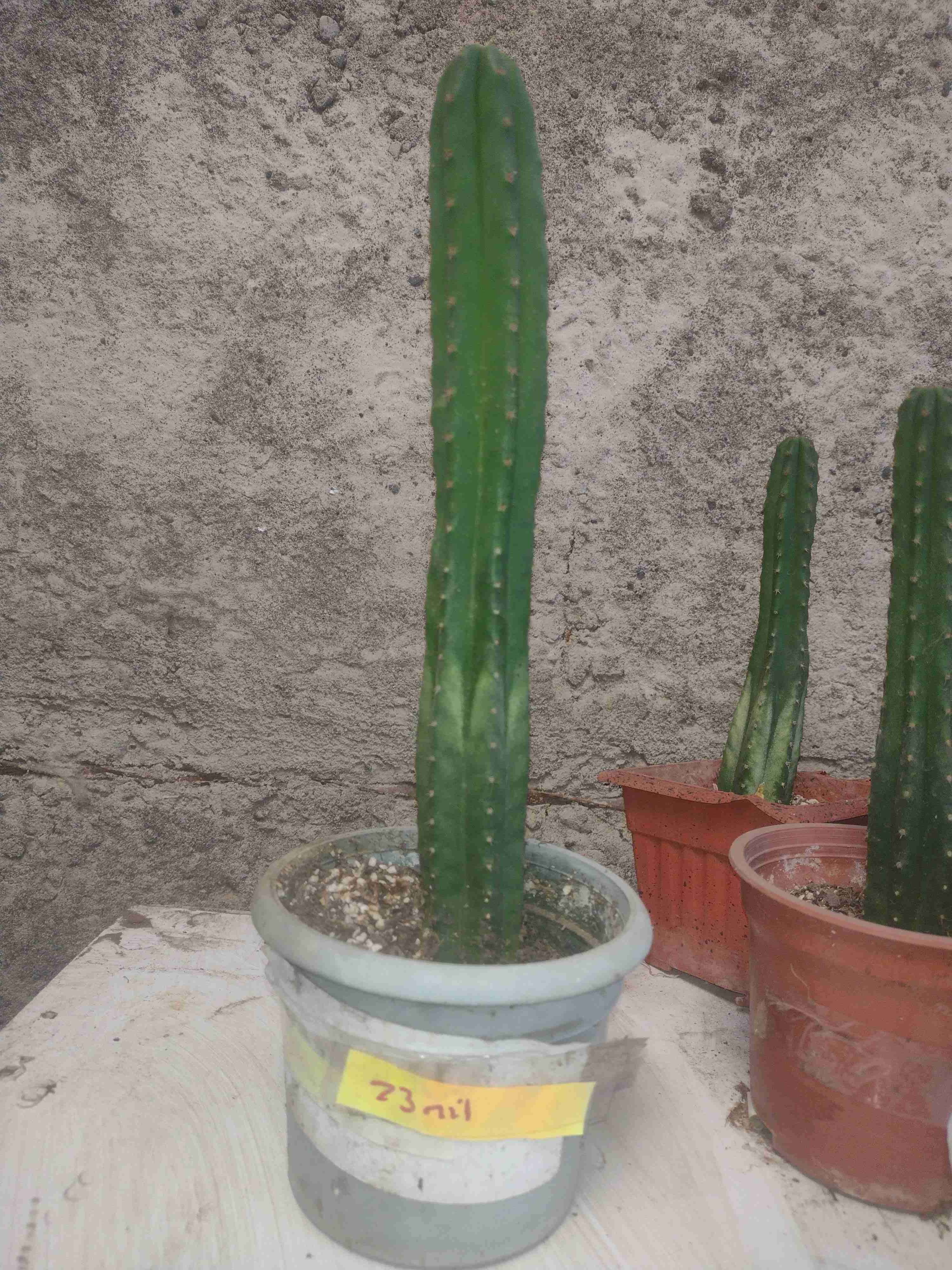Cactus en maceta