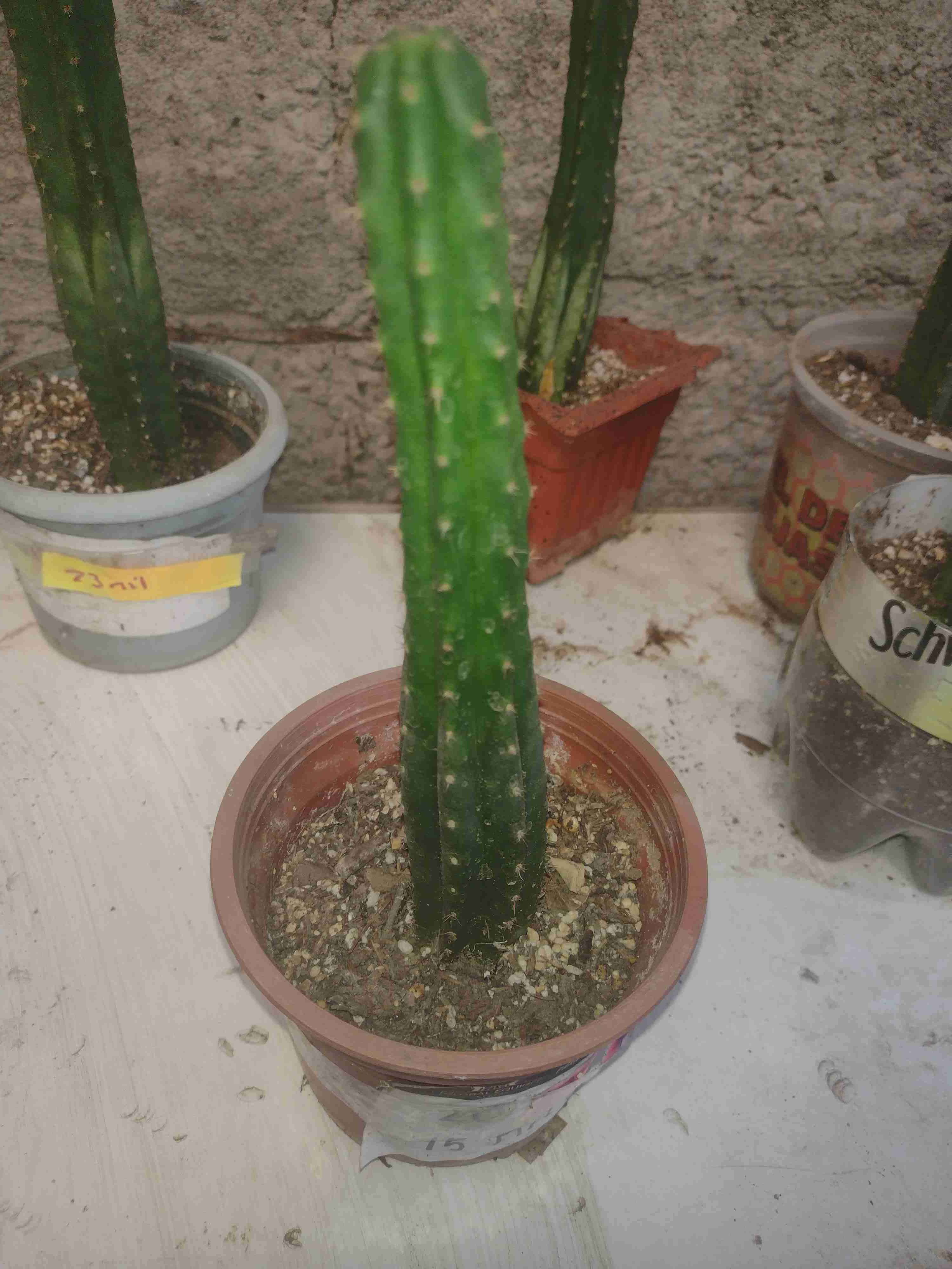 Cactus San Pedro enraizado - miniatura 2