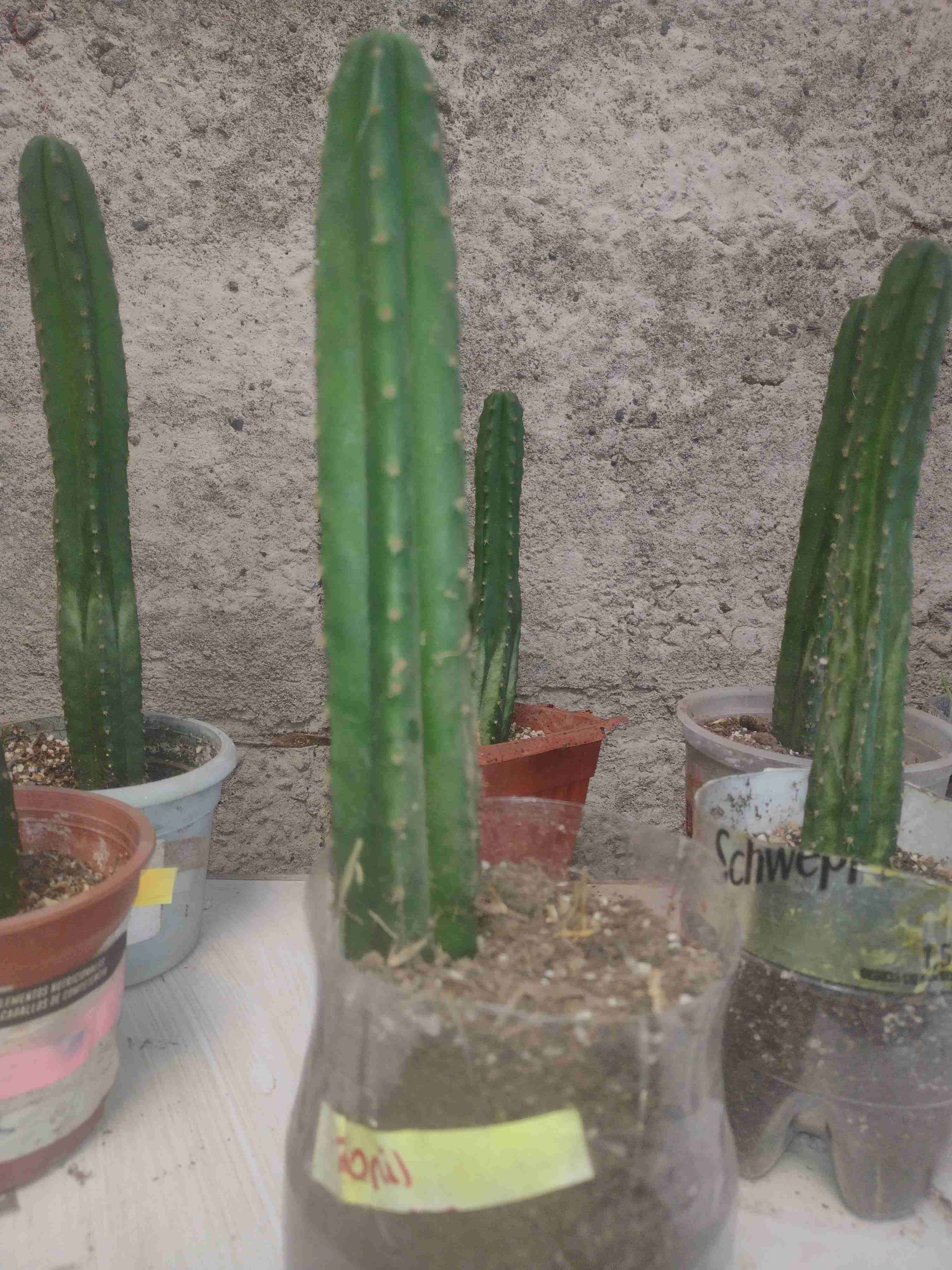 Hermosos Cactus San Pedro, ideal para adornar. - miniatura 1