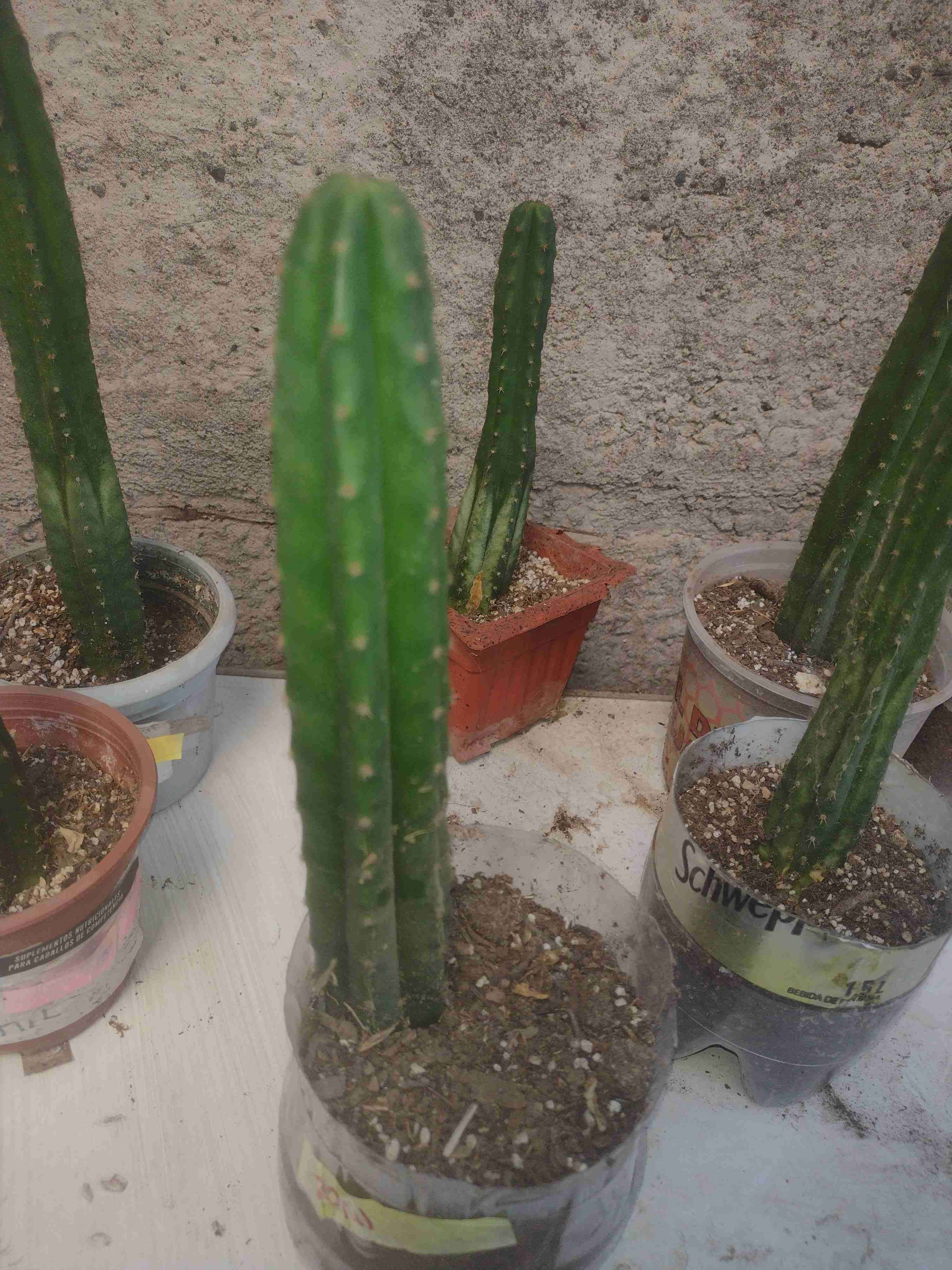 Hermosos Cactus San Pedro, ideal para adornar. - miniatura 2